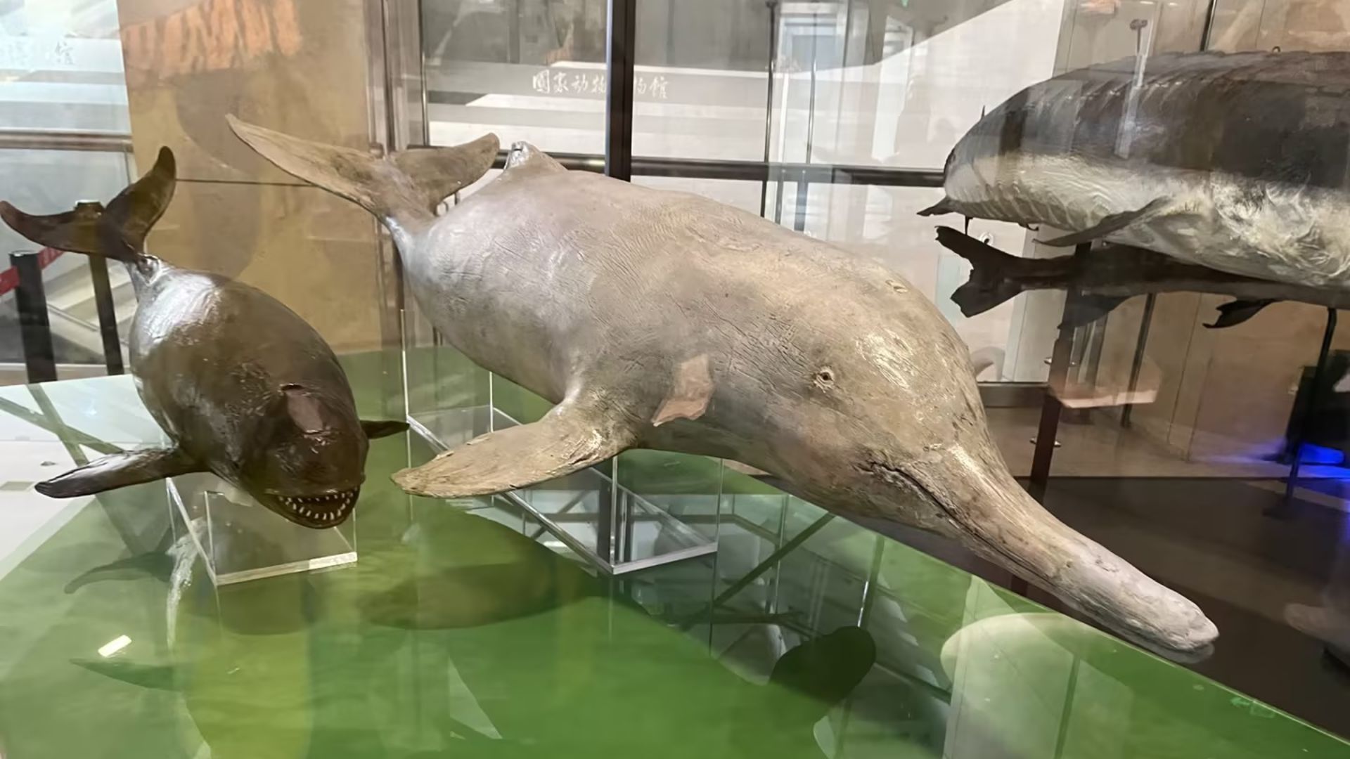 File:Yangtze river dolphin (or Baiji) (lipotes vexillifer) & narrow-ridged finless porpoisespecimen.jpg
