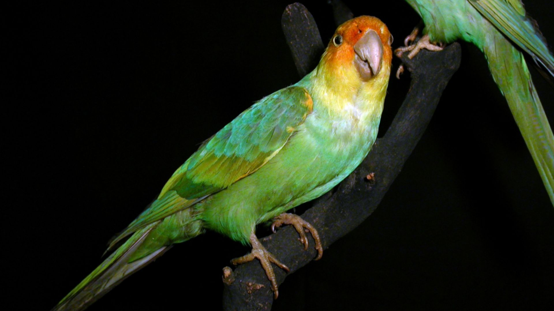 File:Karolinasittich 01.jpg