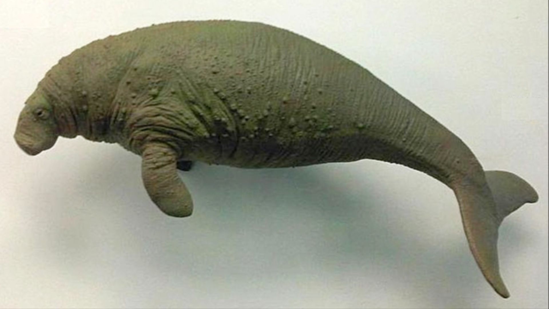 File:Em - Hydrodamalis gigas model.jpg