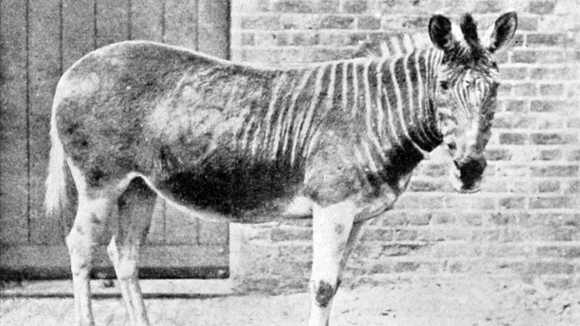 File:Quagga in enclosure.jpg