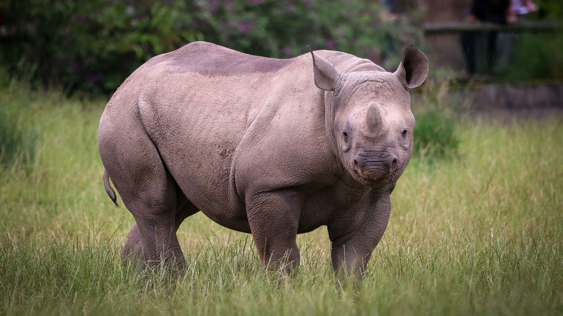 rhinoceros on green grass