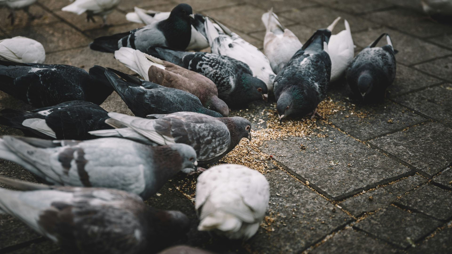 photo of flock of pigeon eating seeds