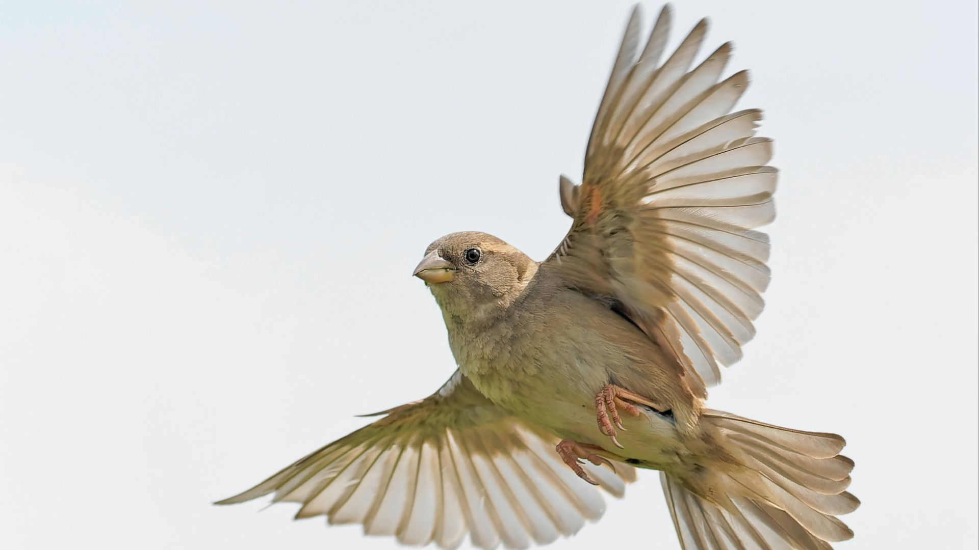 low-angle photography of brown bird