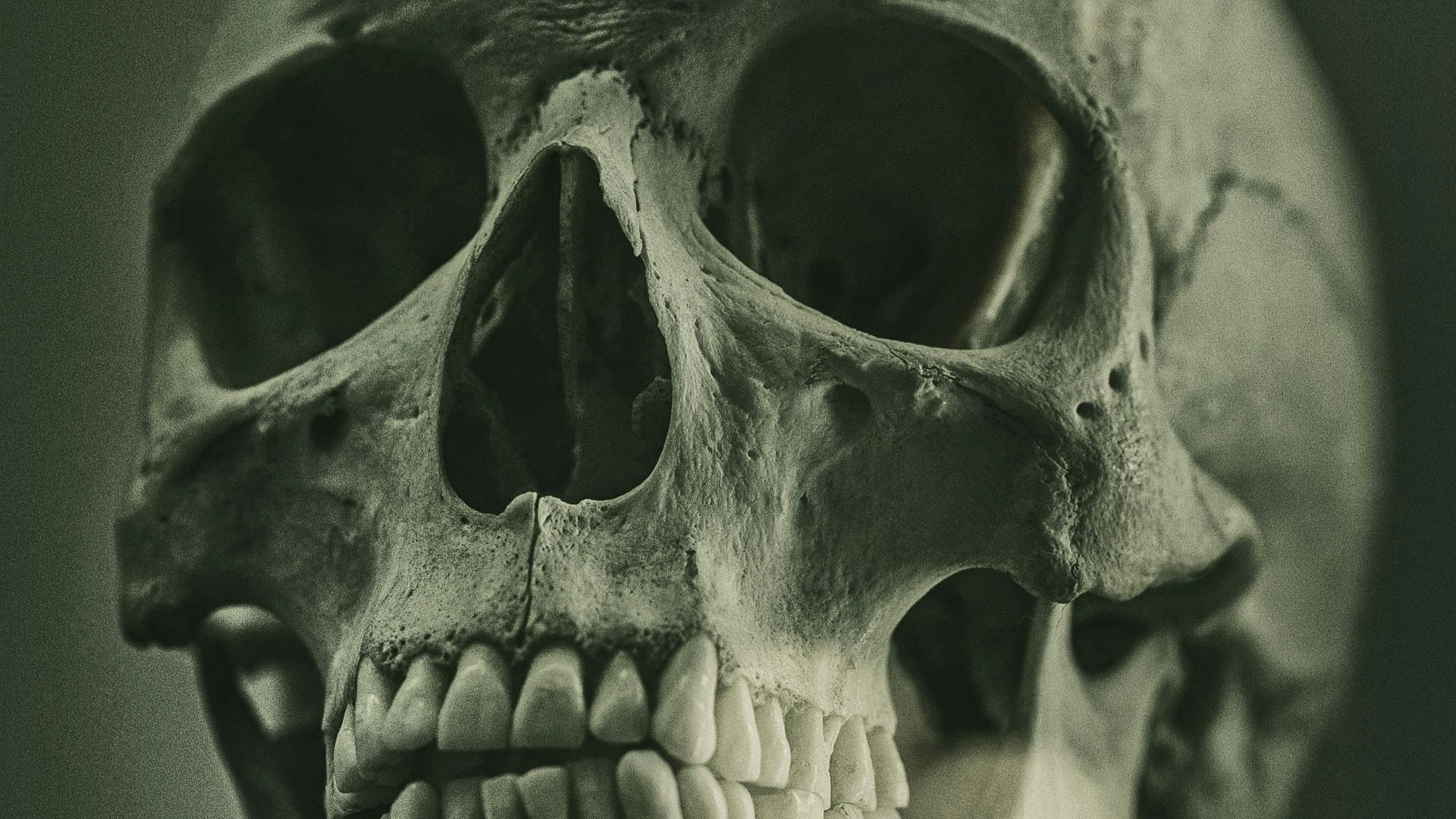 a close up of an animal