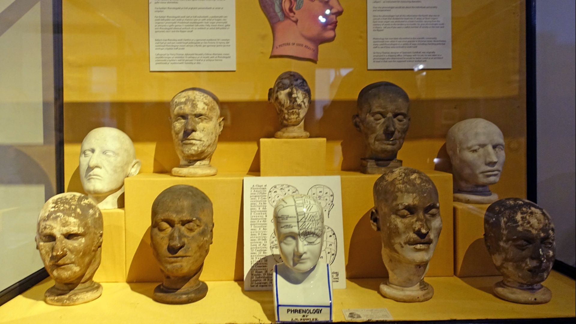 File:Phrenology 2.jpg