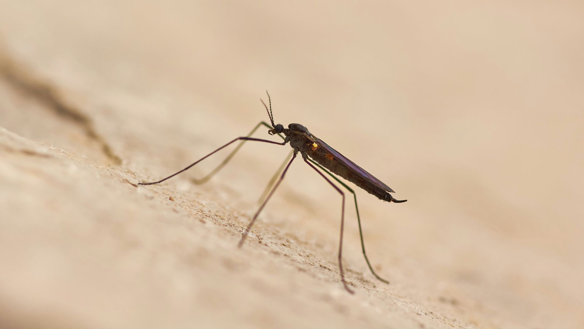 A close up of a mosquito on a wall