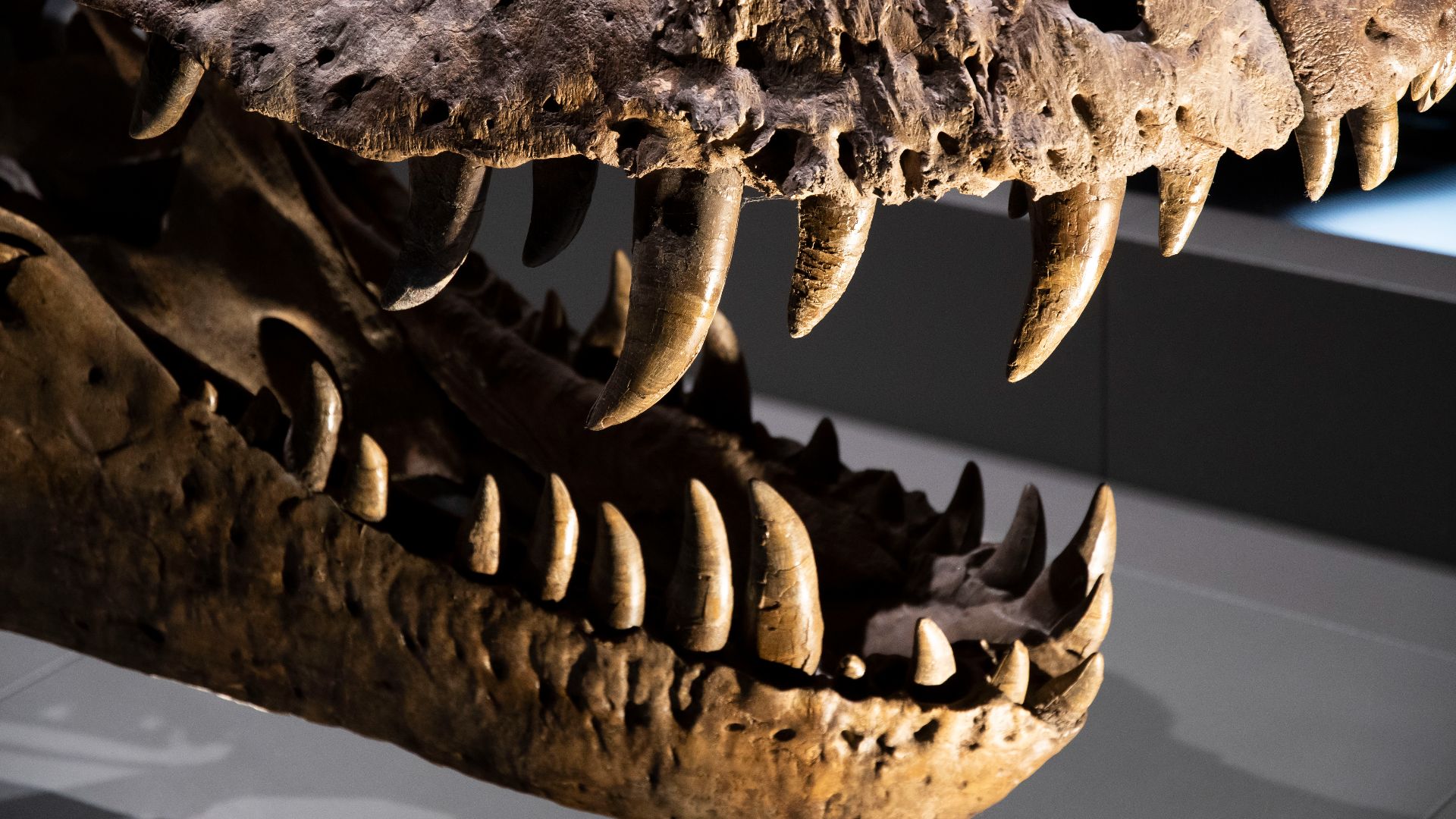 File:T-Rex Naturalis Leiden hnapel 2019 05.jpg