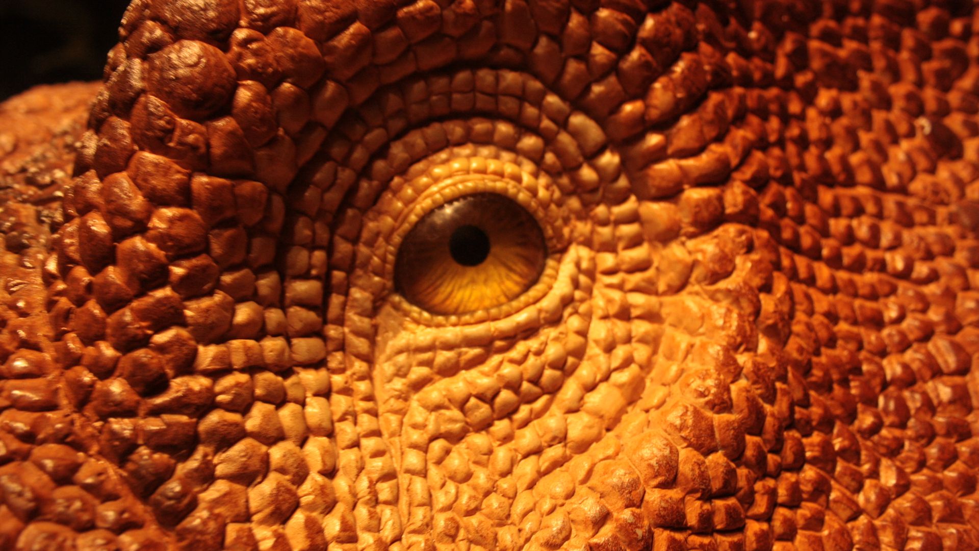 File:Eye of a dino (from the rubber reconstruction of course!) (20563138910).jpg