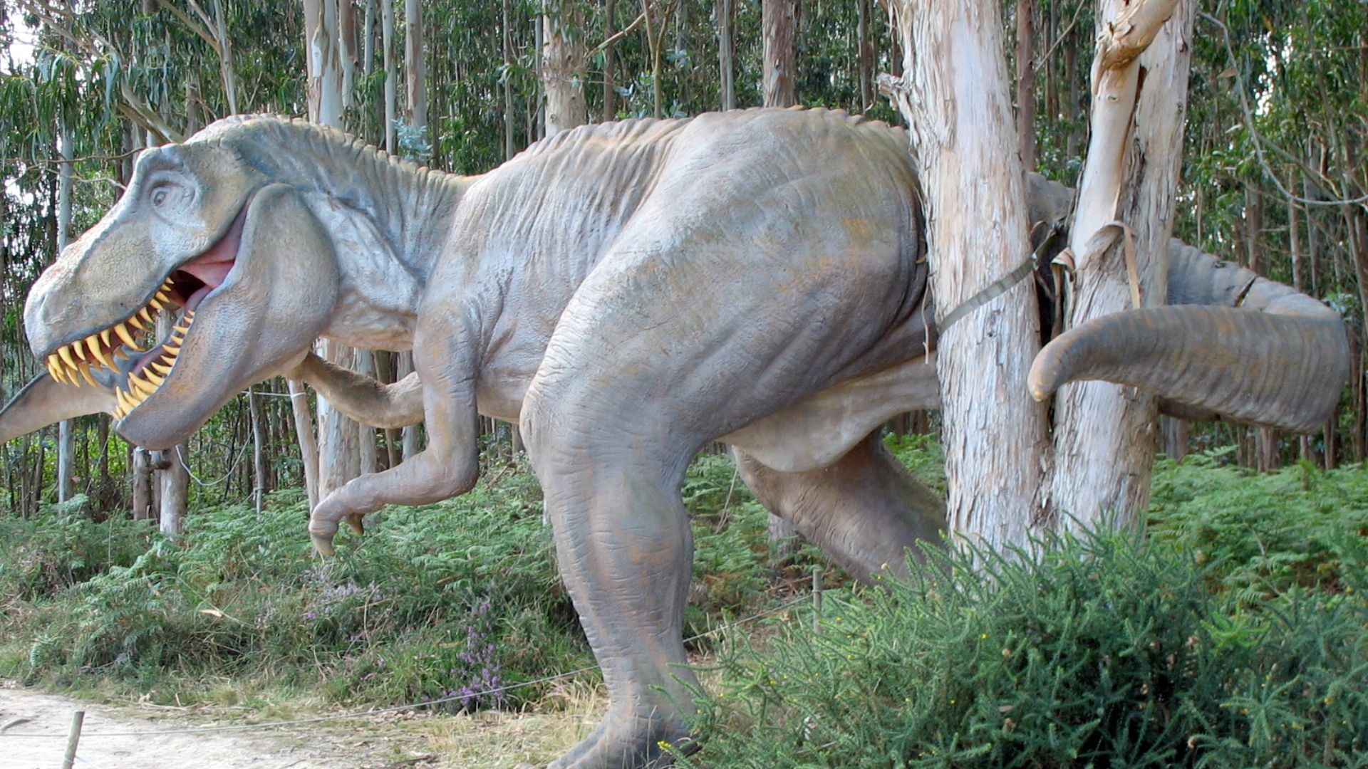 File:Tyrannosaurus reconstruction - MUJA.jpg