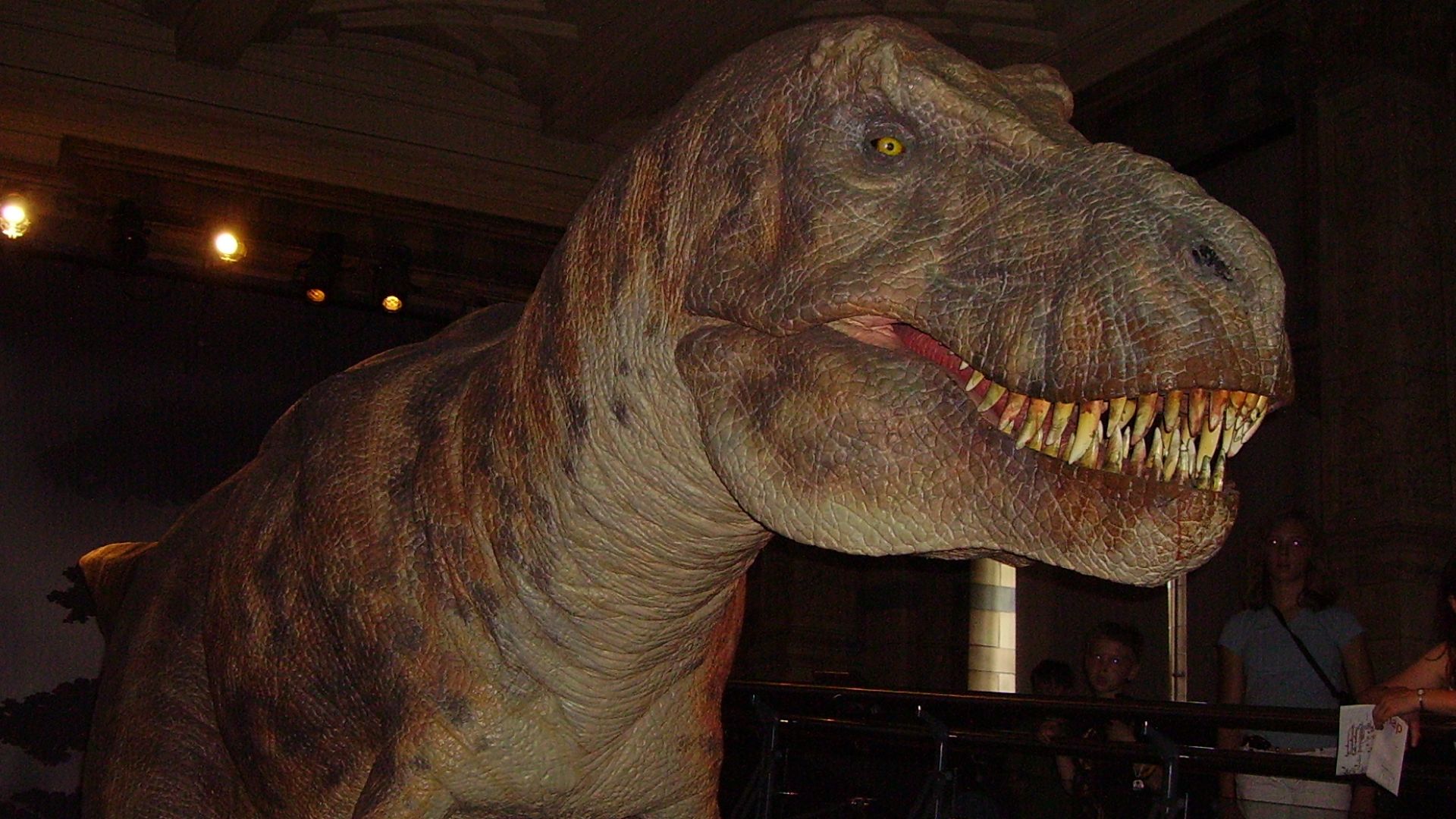 File:T. rex 3 NHM.JPG