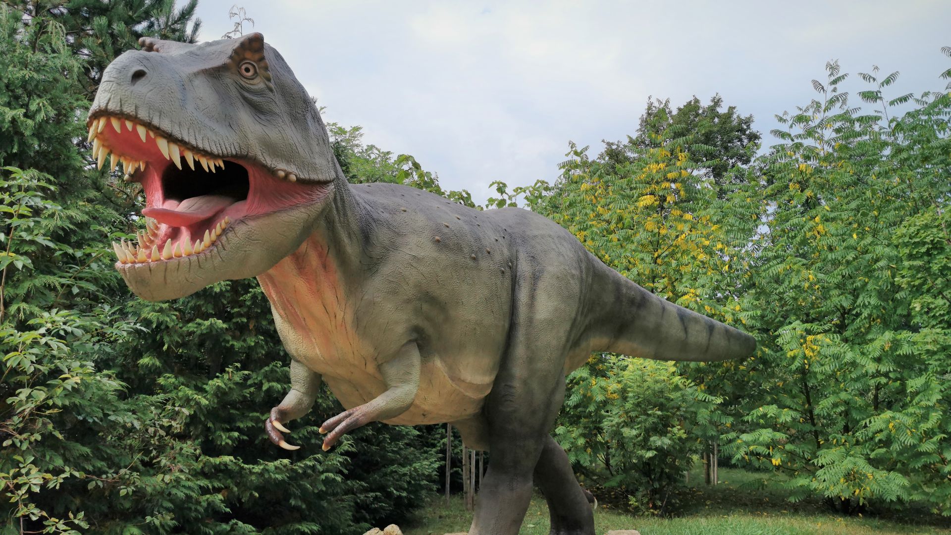 File:Tyrannosaurus Rex --.jpg