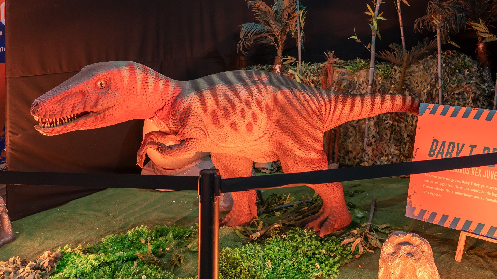 File:Tyrannosaurus rex juvenil A74002620250204.jpg