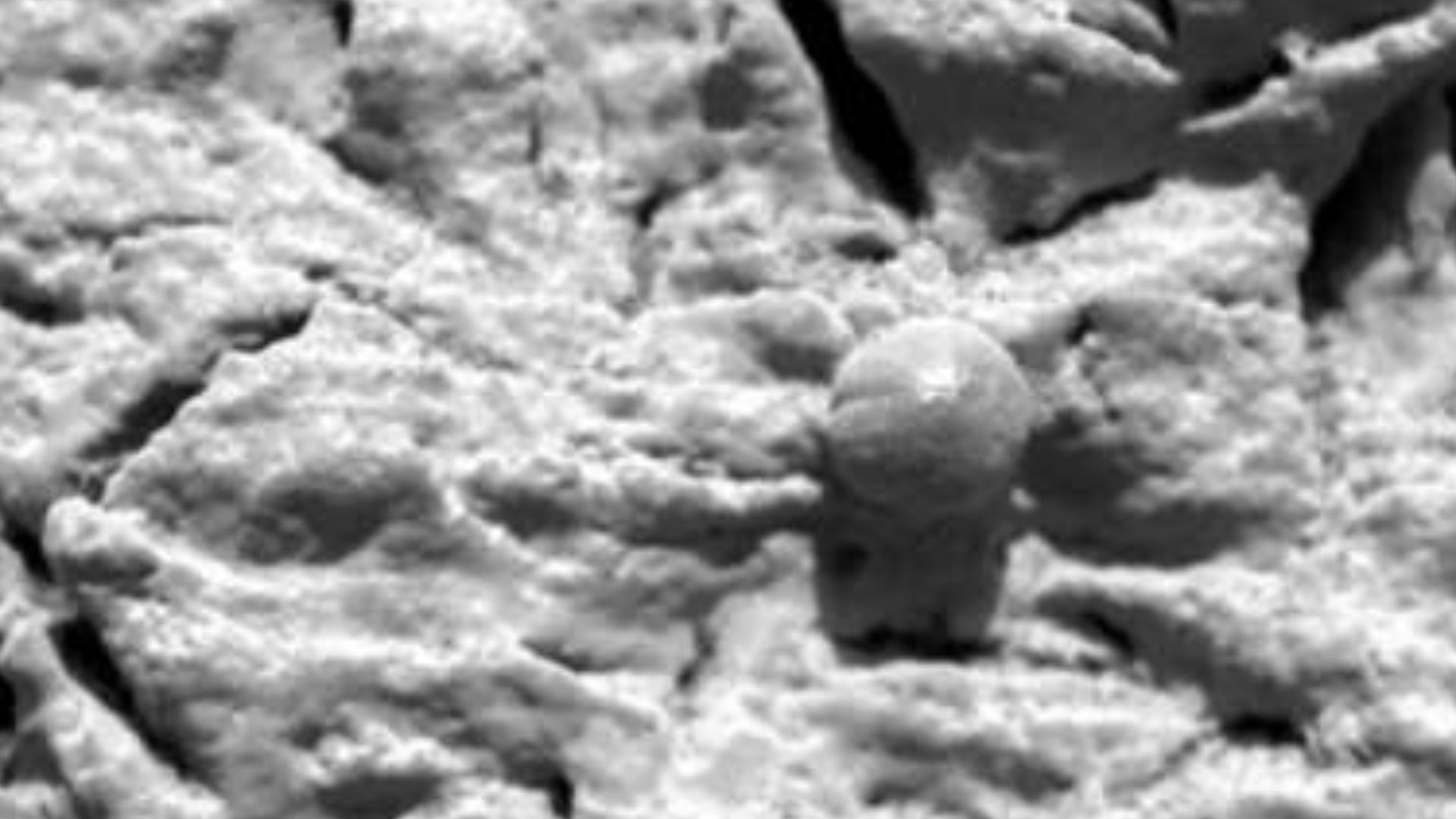 File:Opportunity - Spherules - Sol29.jpg