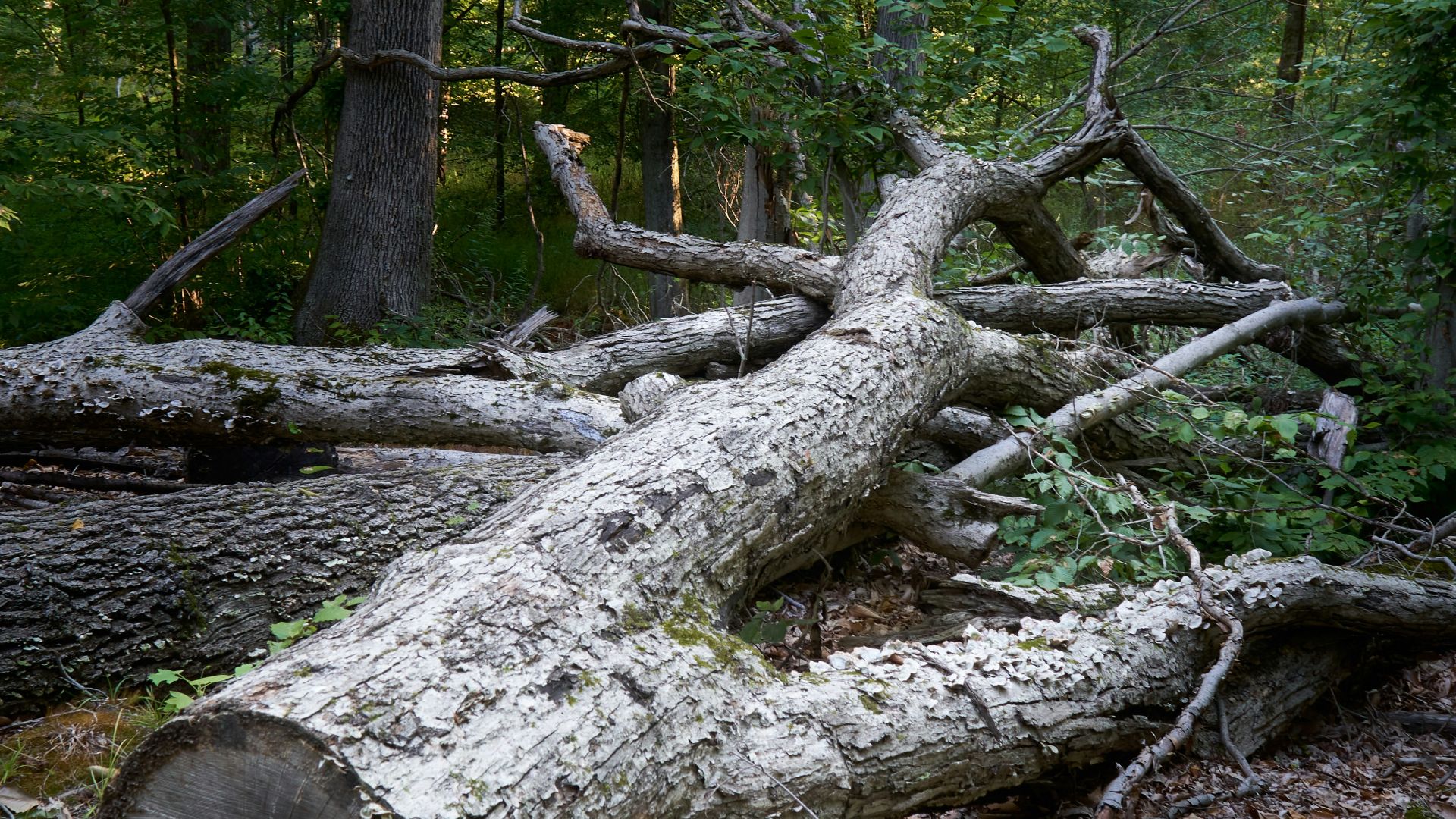 a pile of tree branches in a forest