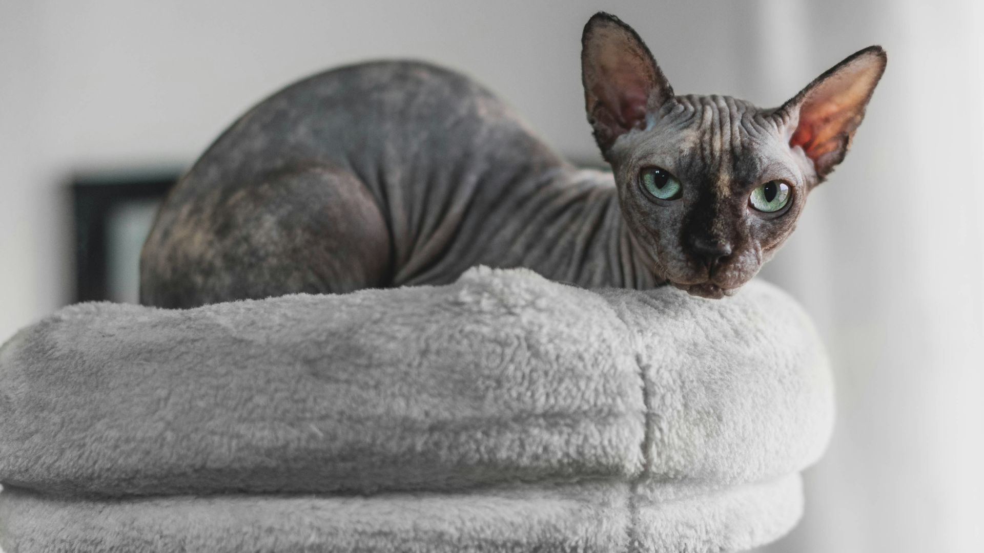 a cat that is looking at the camera