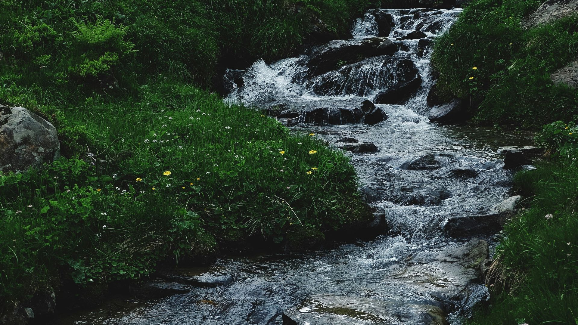 green moss on rocky river