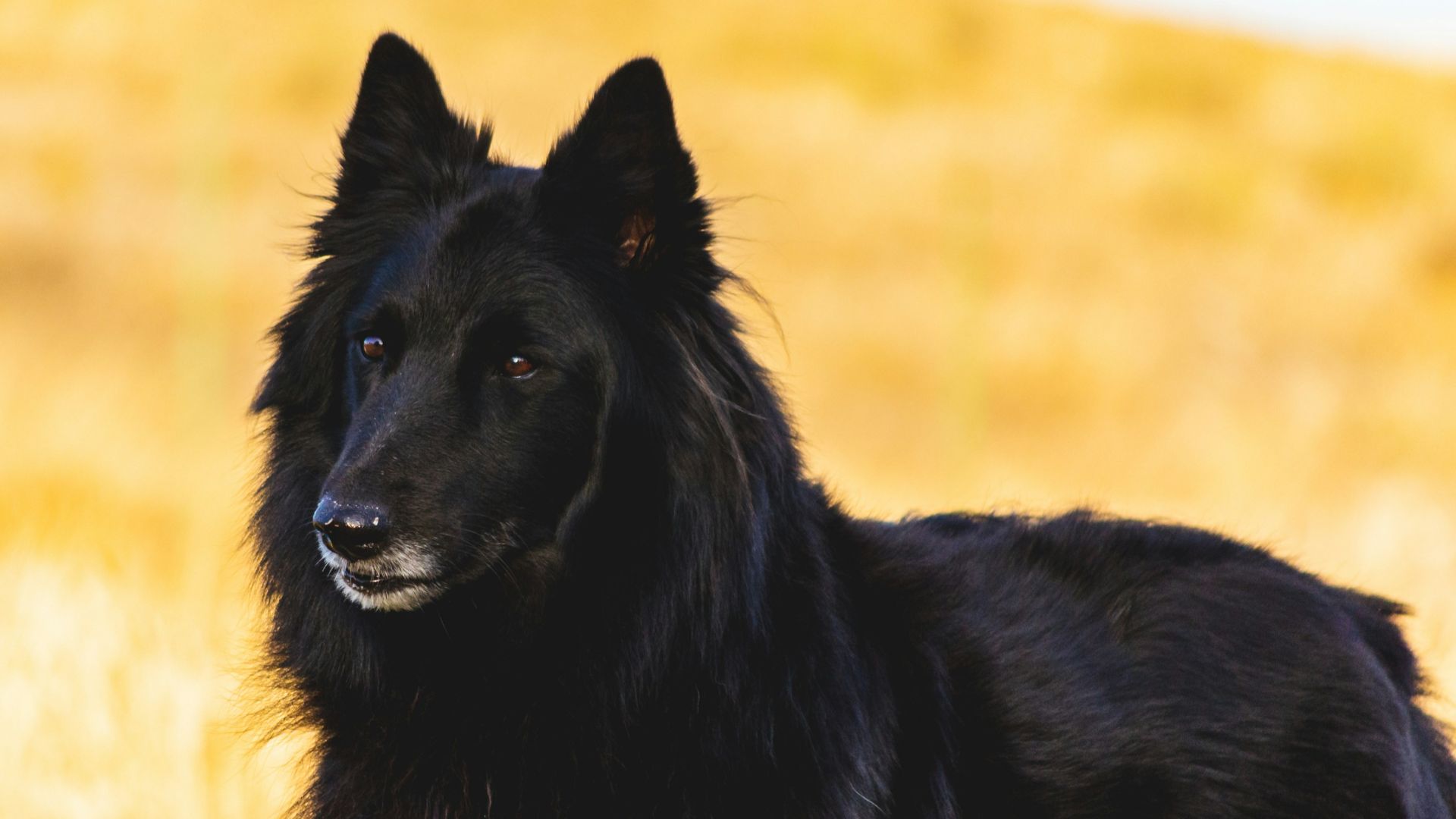 adult black Schipperke dog