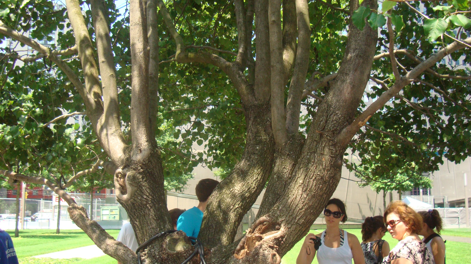 File:Survivor Tree at the National September 11 Memorial Old and New Growth.jpg