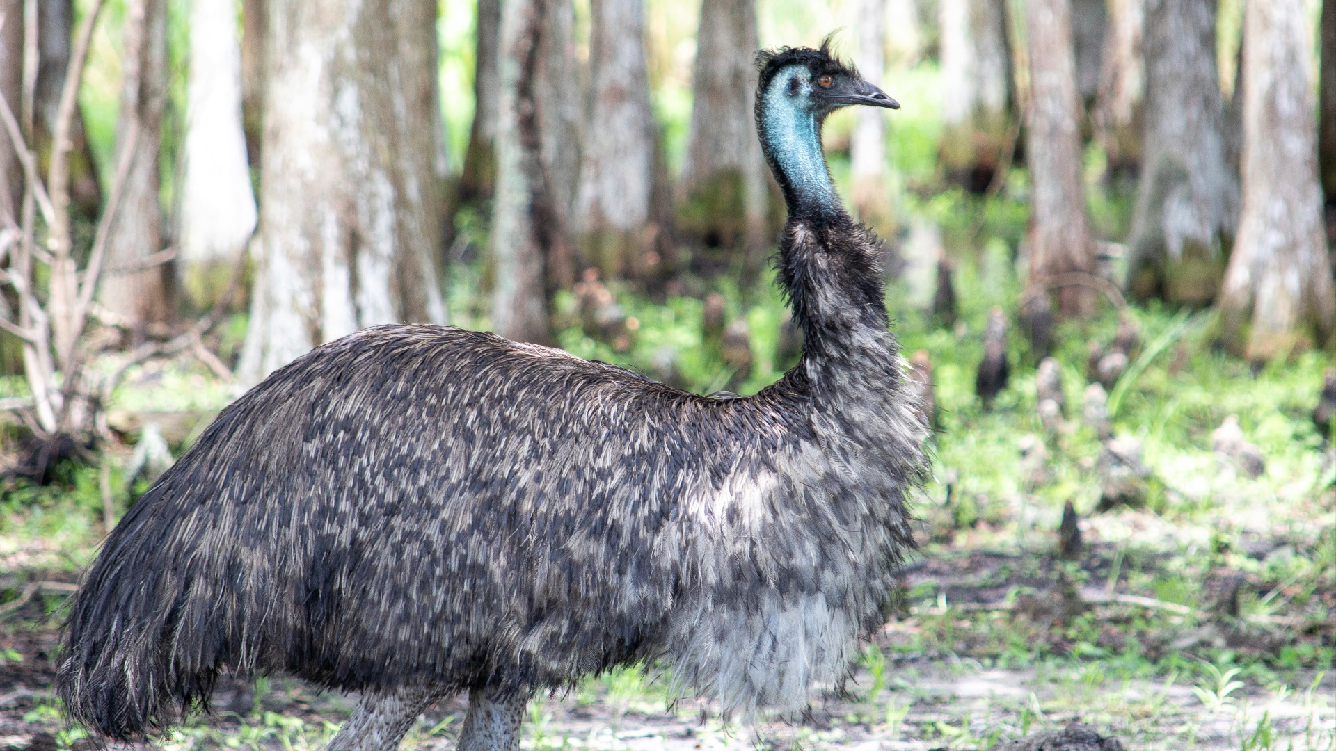 black and white animal standing on green grass during daytime