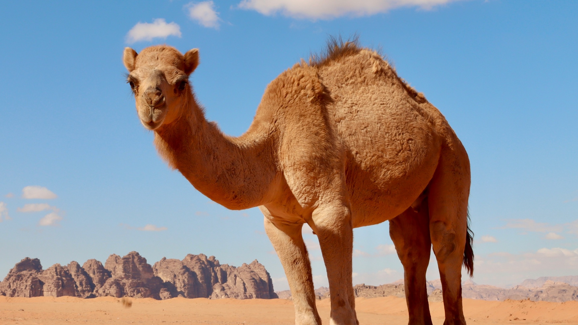 a camel standing in the middle of a desert