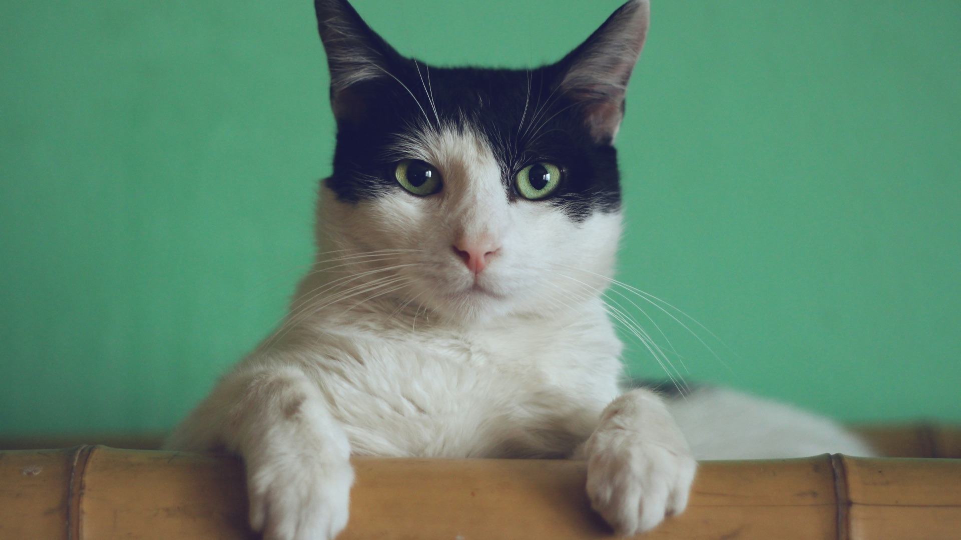 black and white cat lying on brown bamboo chair inside room