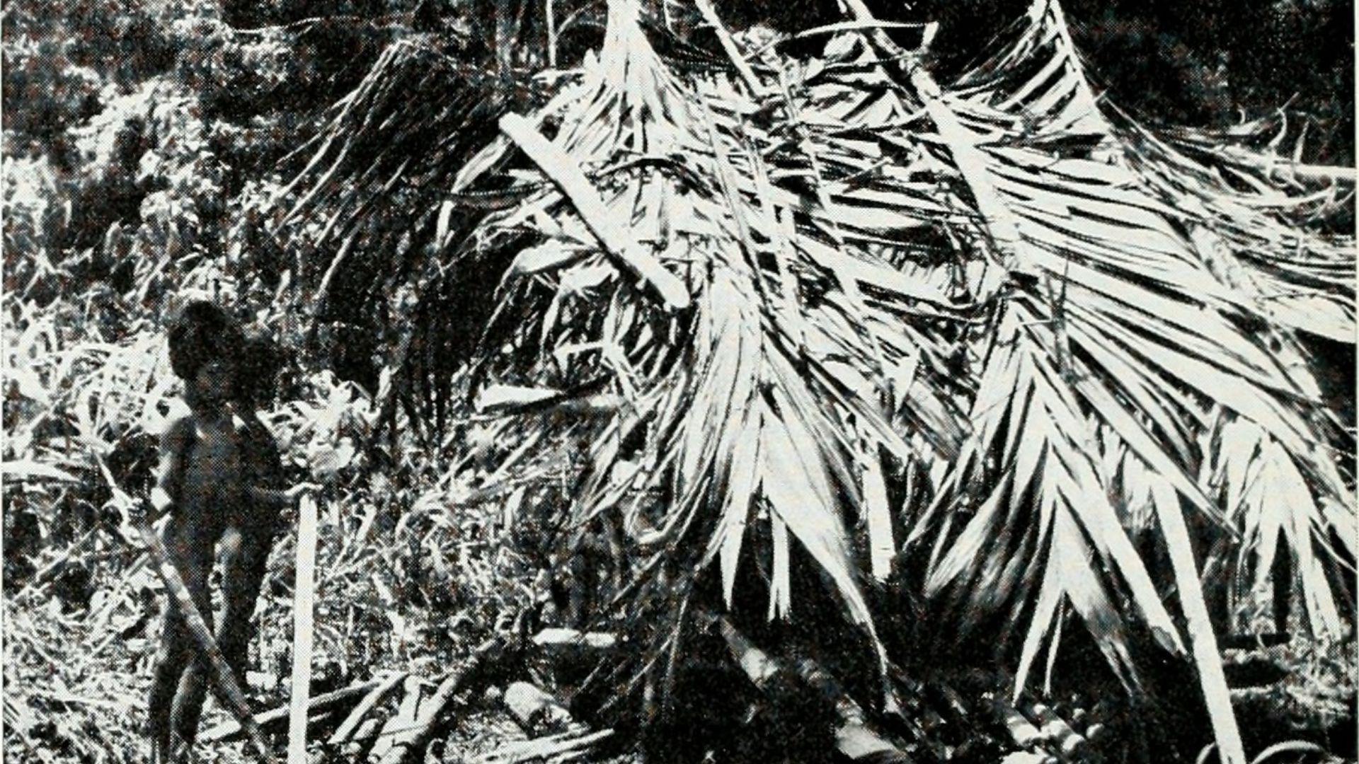 File:Bulletin (1966-1972) (20235397349).jpg