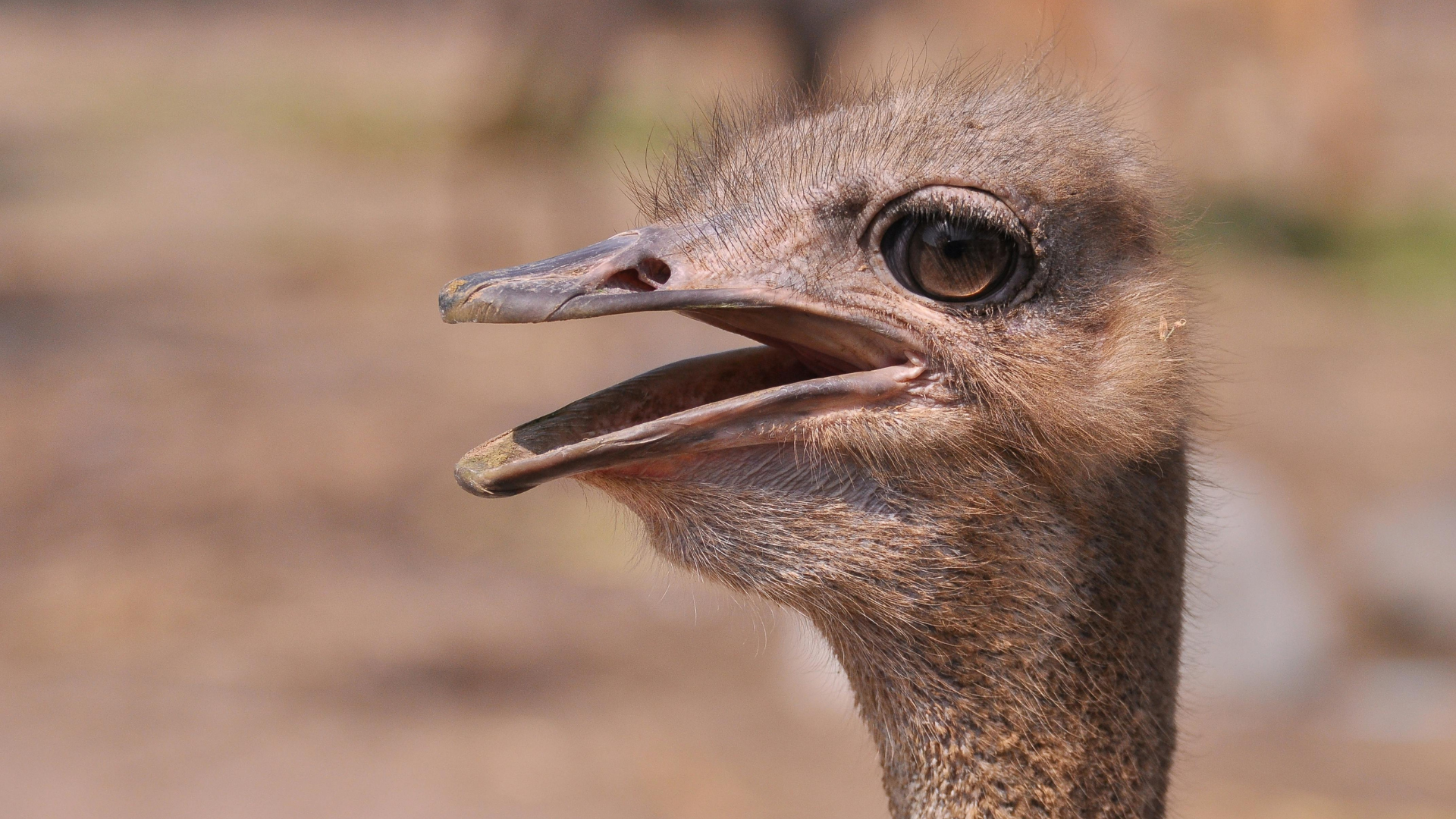 emu-bird-face-beak-thumb-rss.png