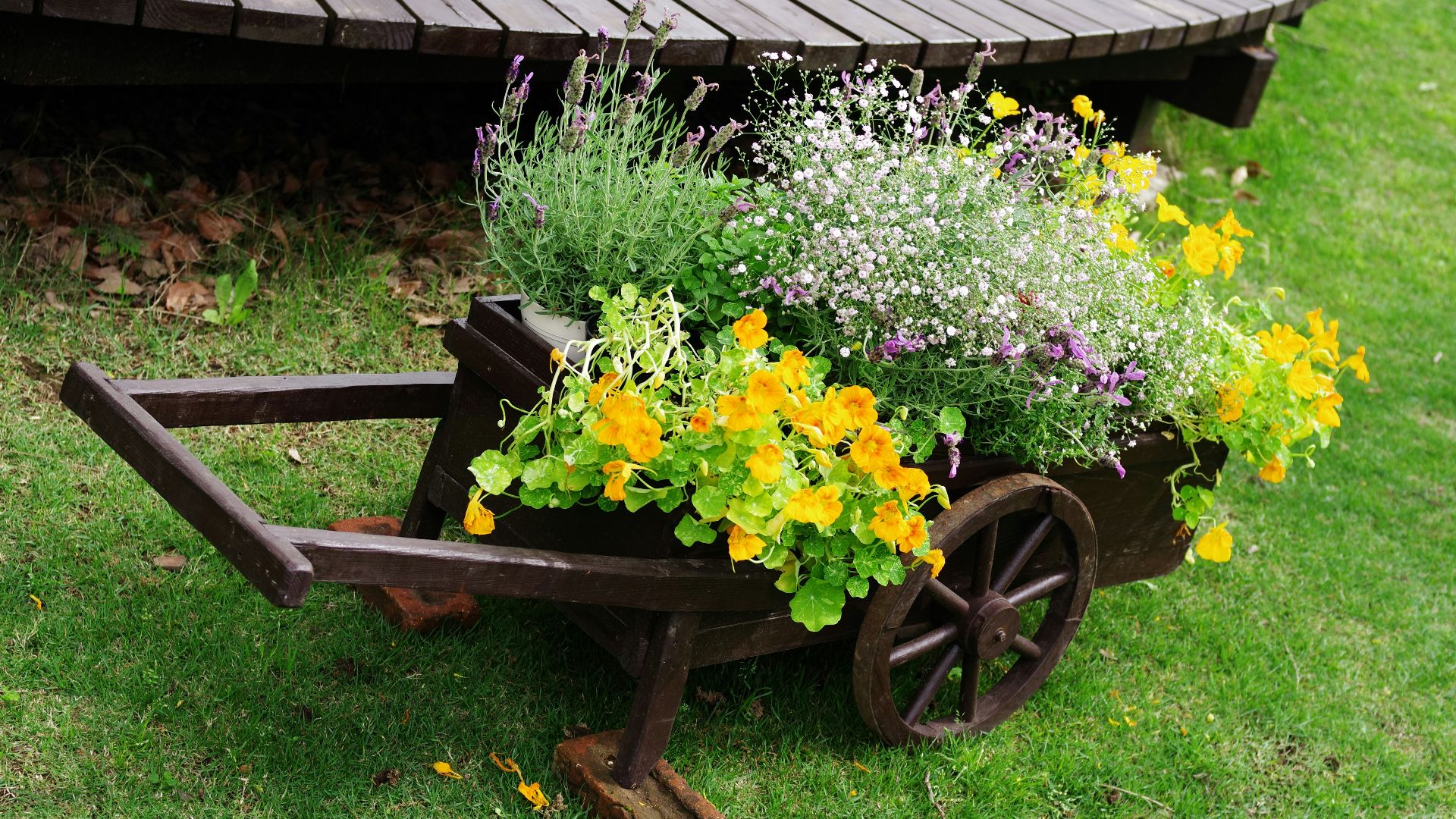 Flowers bloom beautifully from a wooden wheelbarrow.