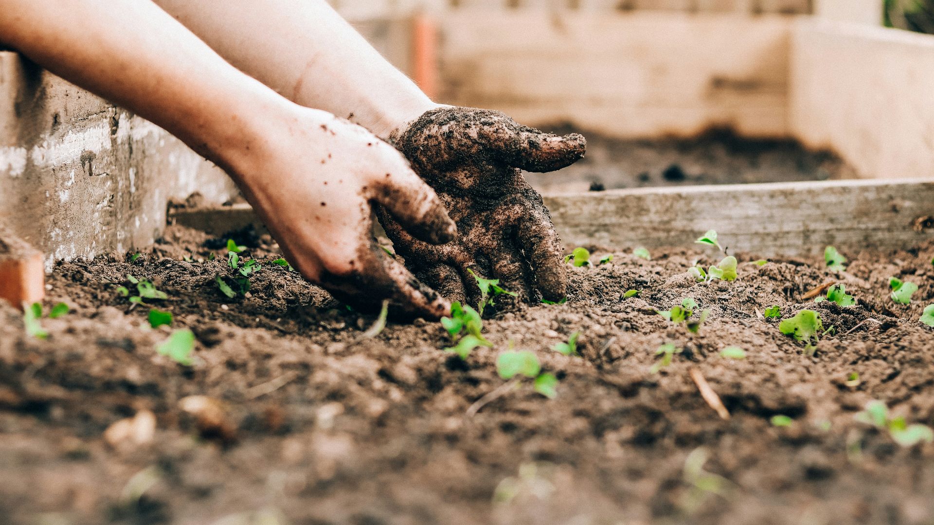 person holding brown and black frog