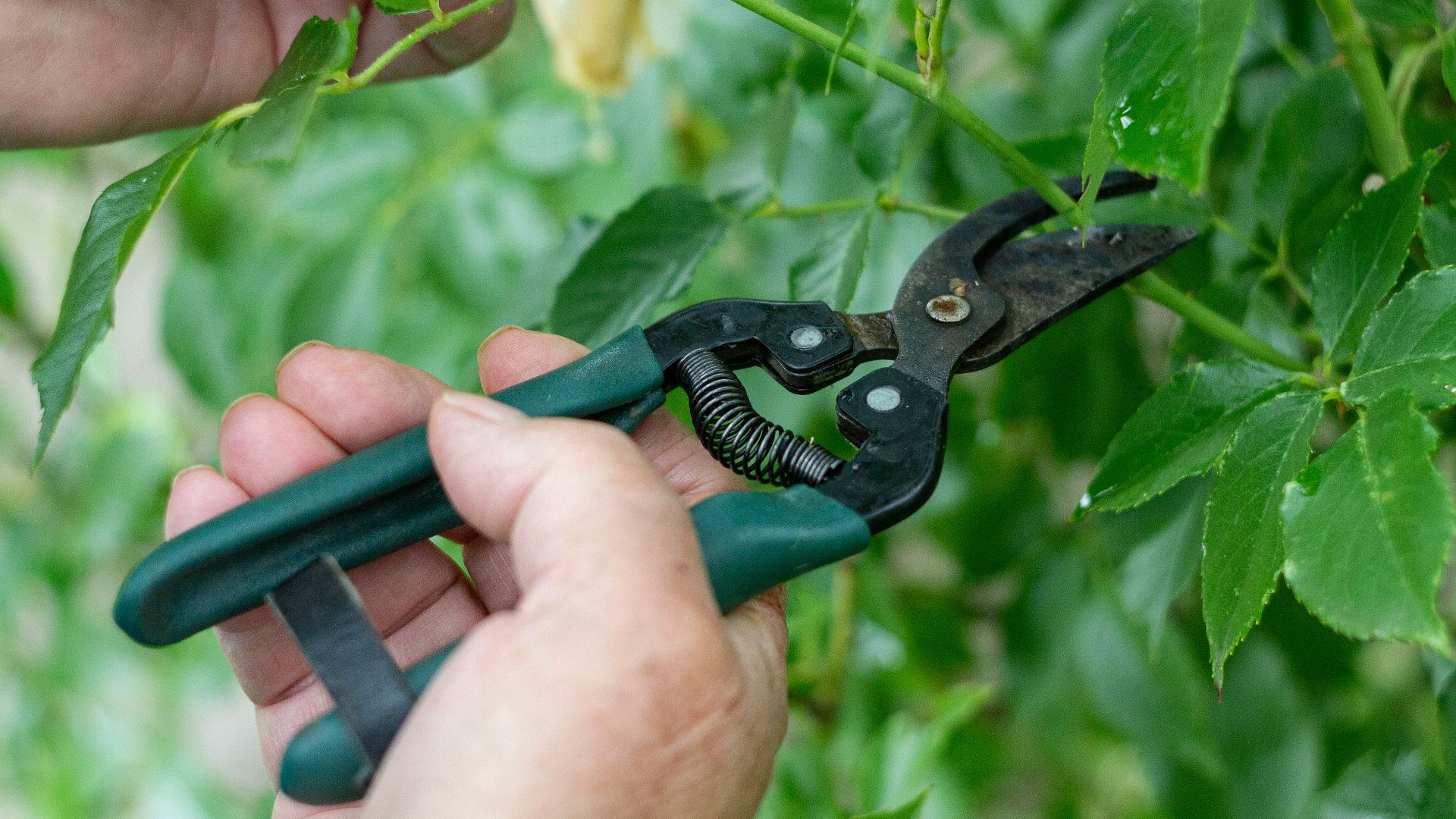 a person holding a pair of scissors in front of a plant