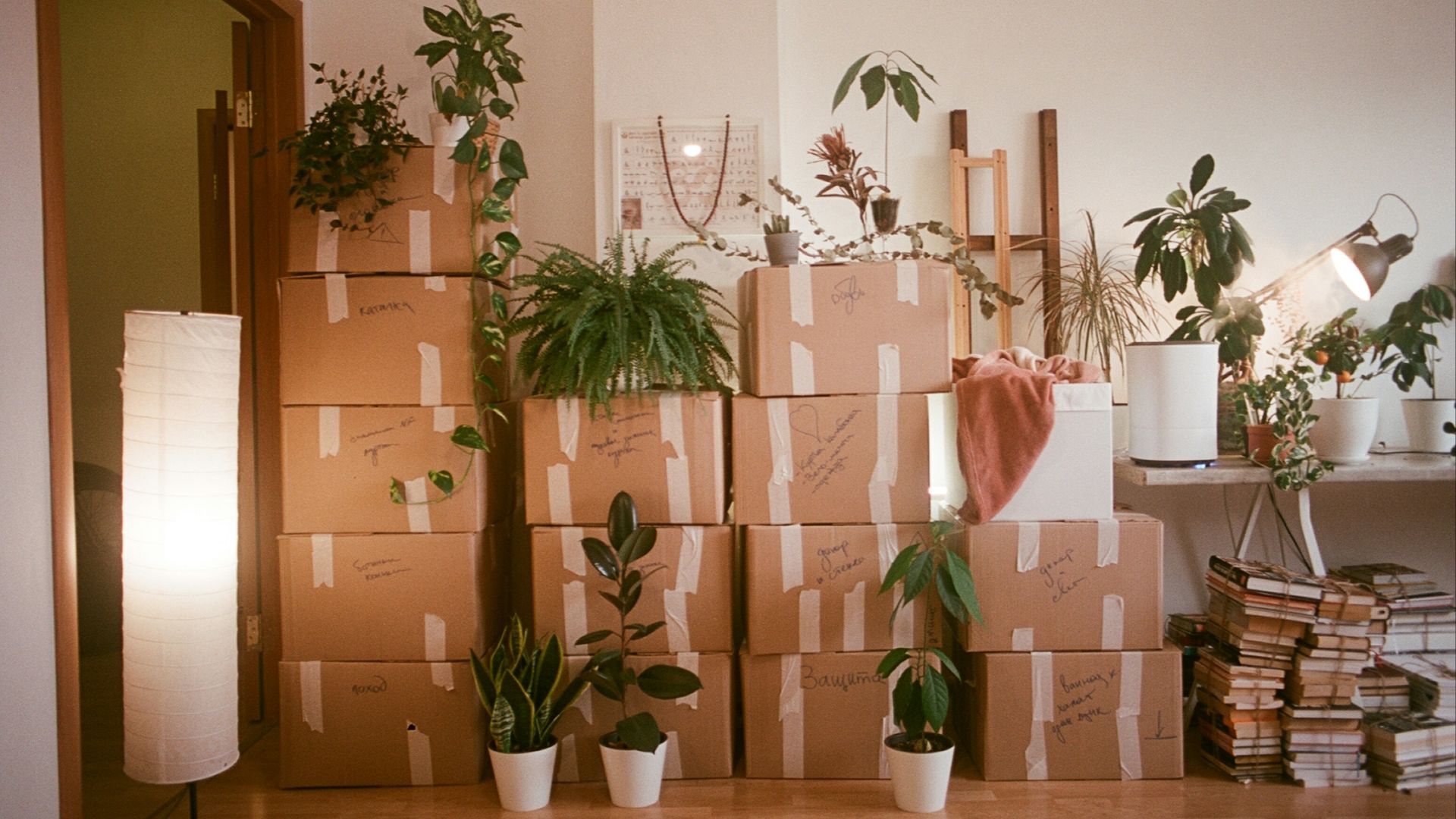 A room filled with lots of boxes and plants