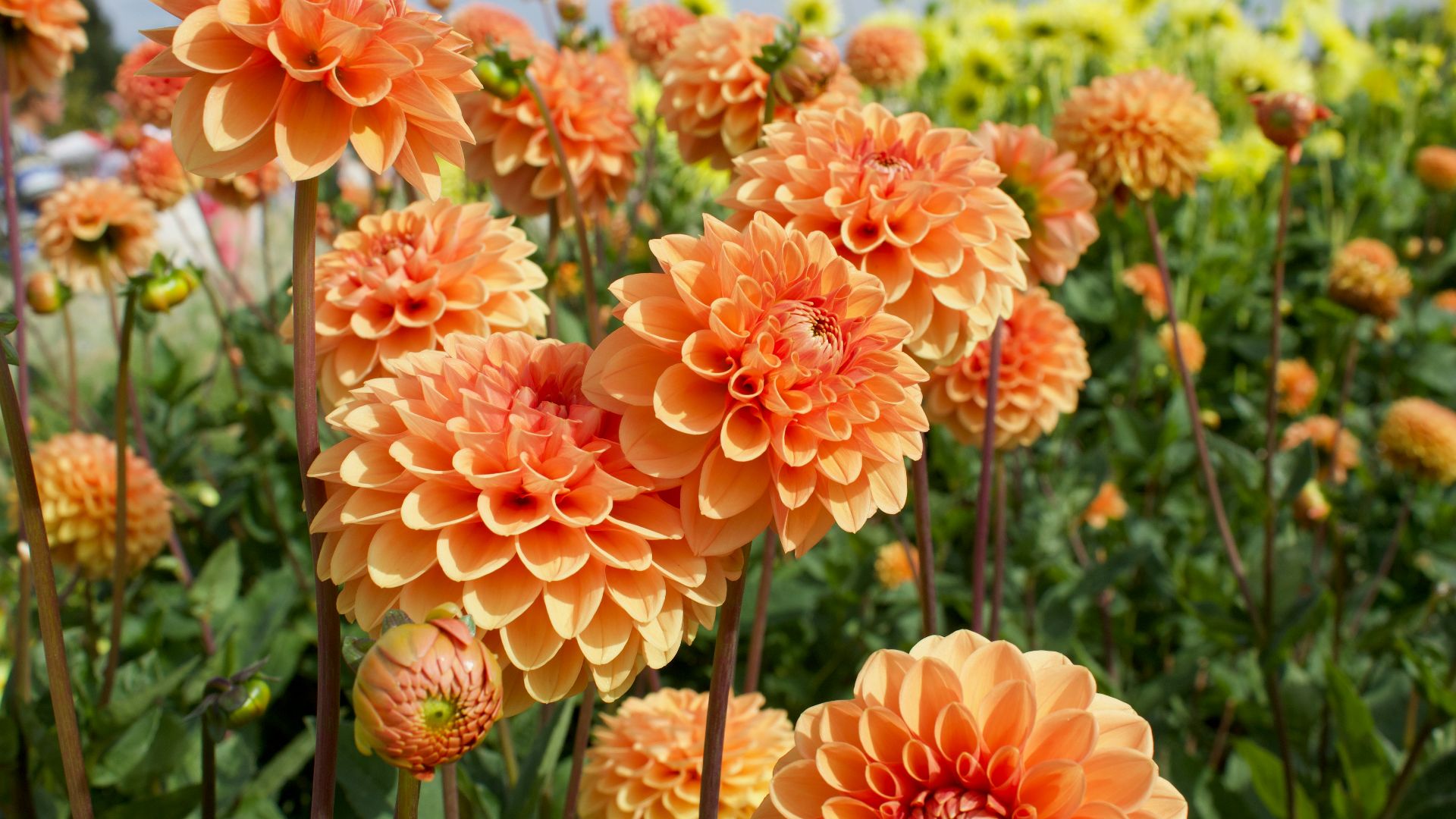 pink flowers in tilt shift lens