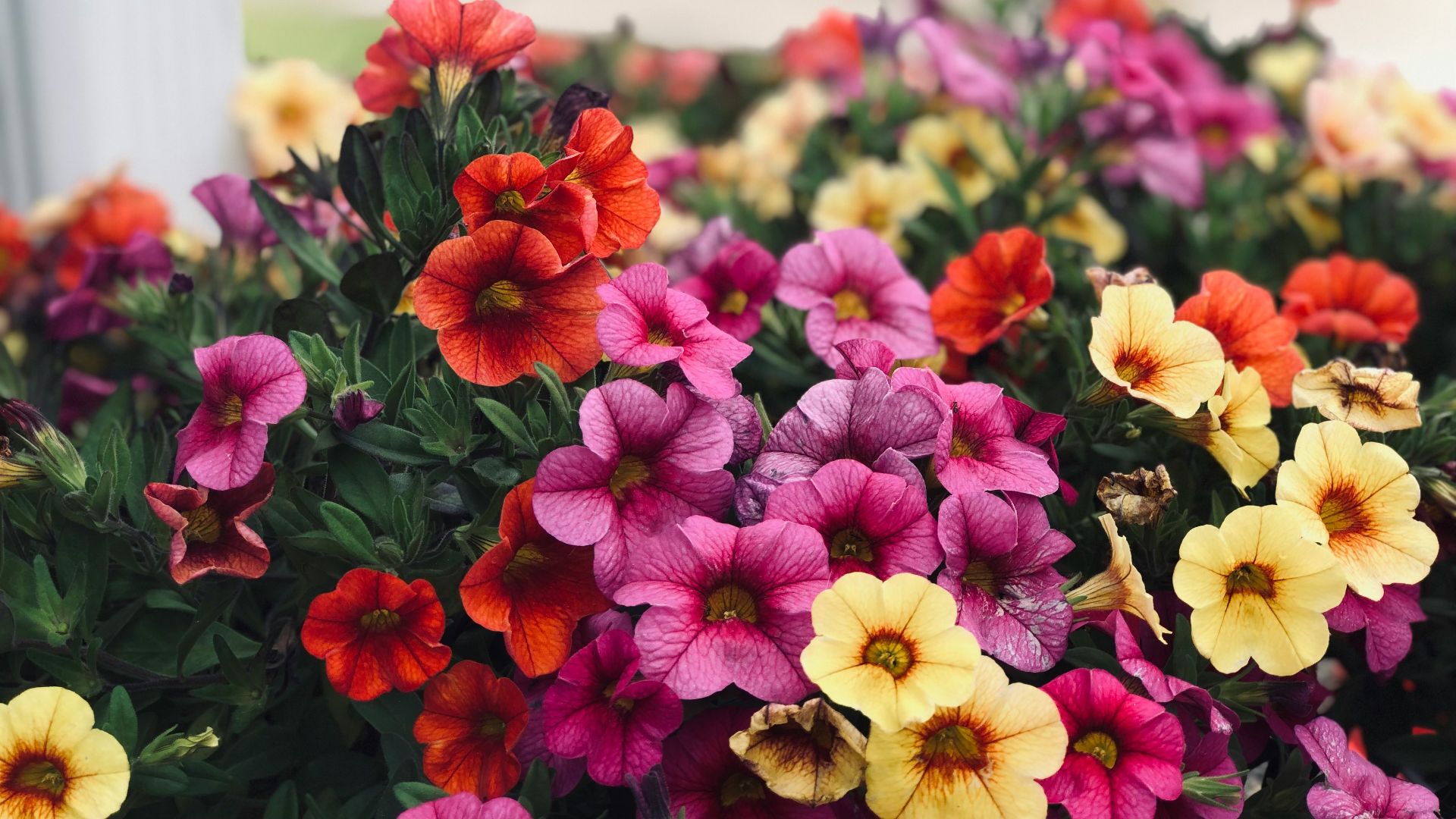 selective focus photography of multicolored flowers
