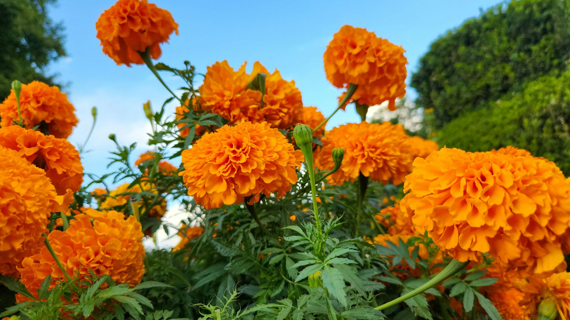 a bunch of orange flowers in a garden