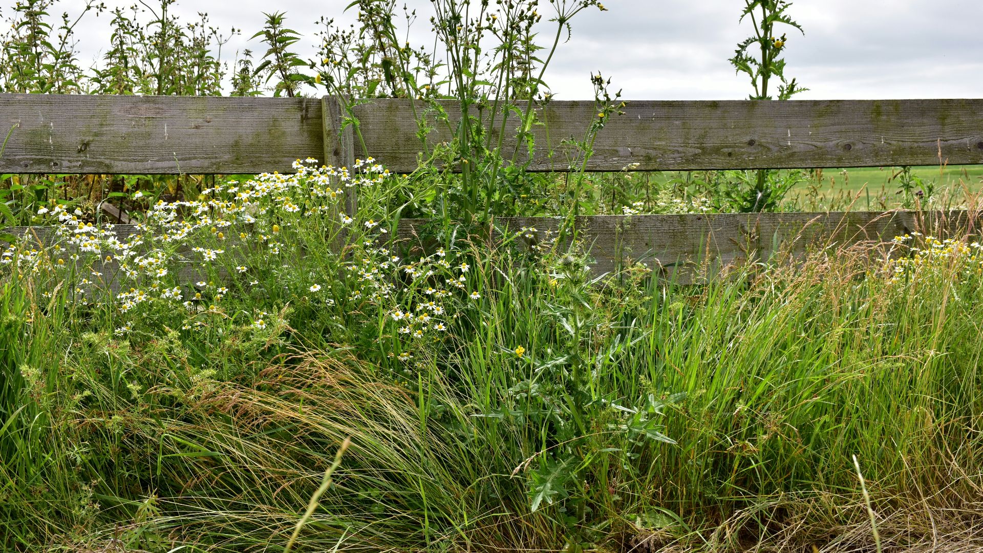 a wooden fence surrounded by tall grass and weeds