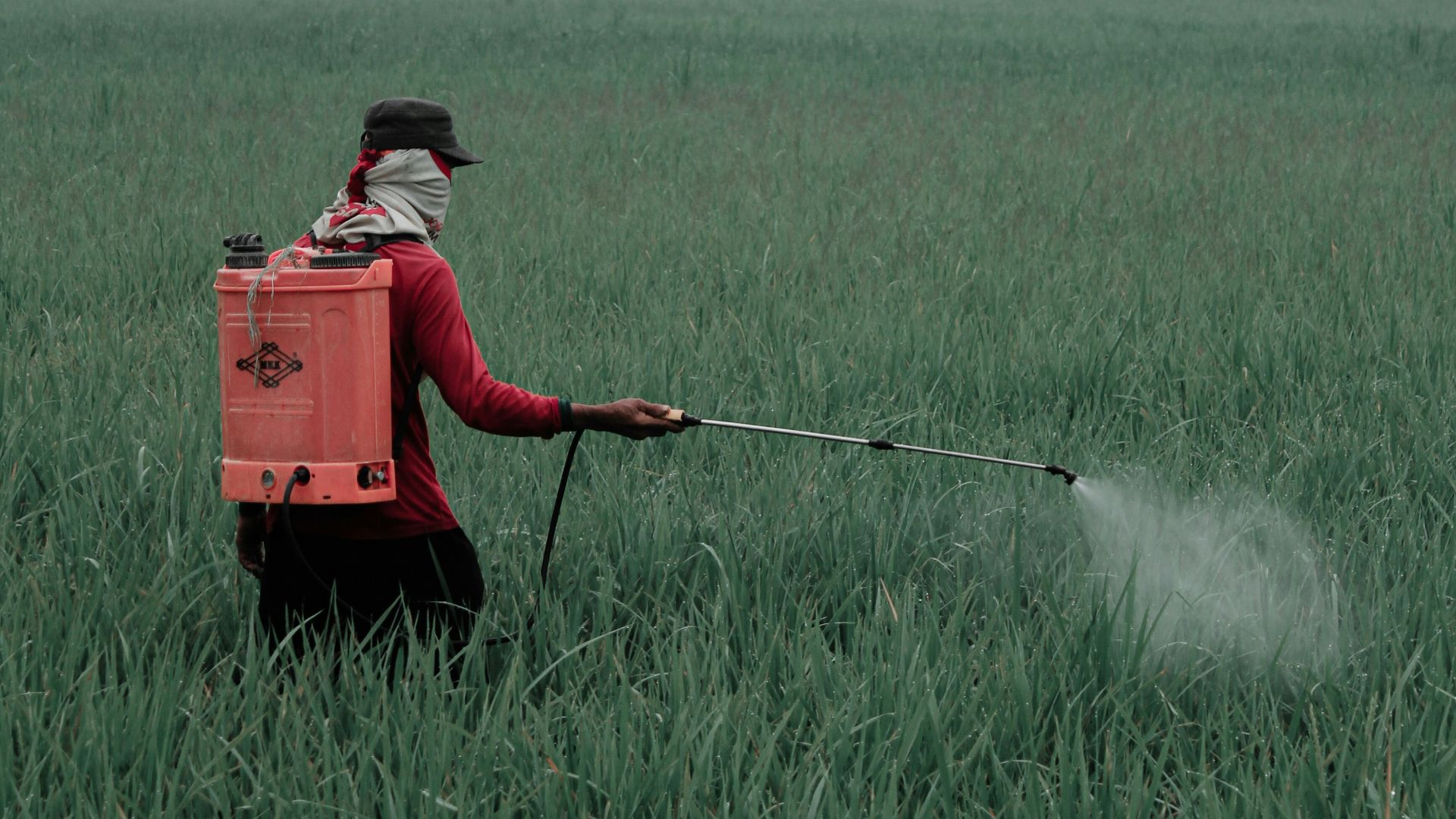 person in red shirt and black pants holding red box on green grass field during daytime