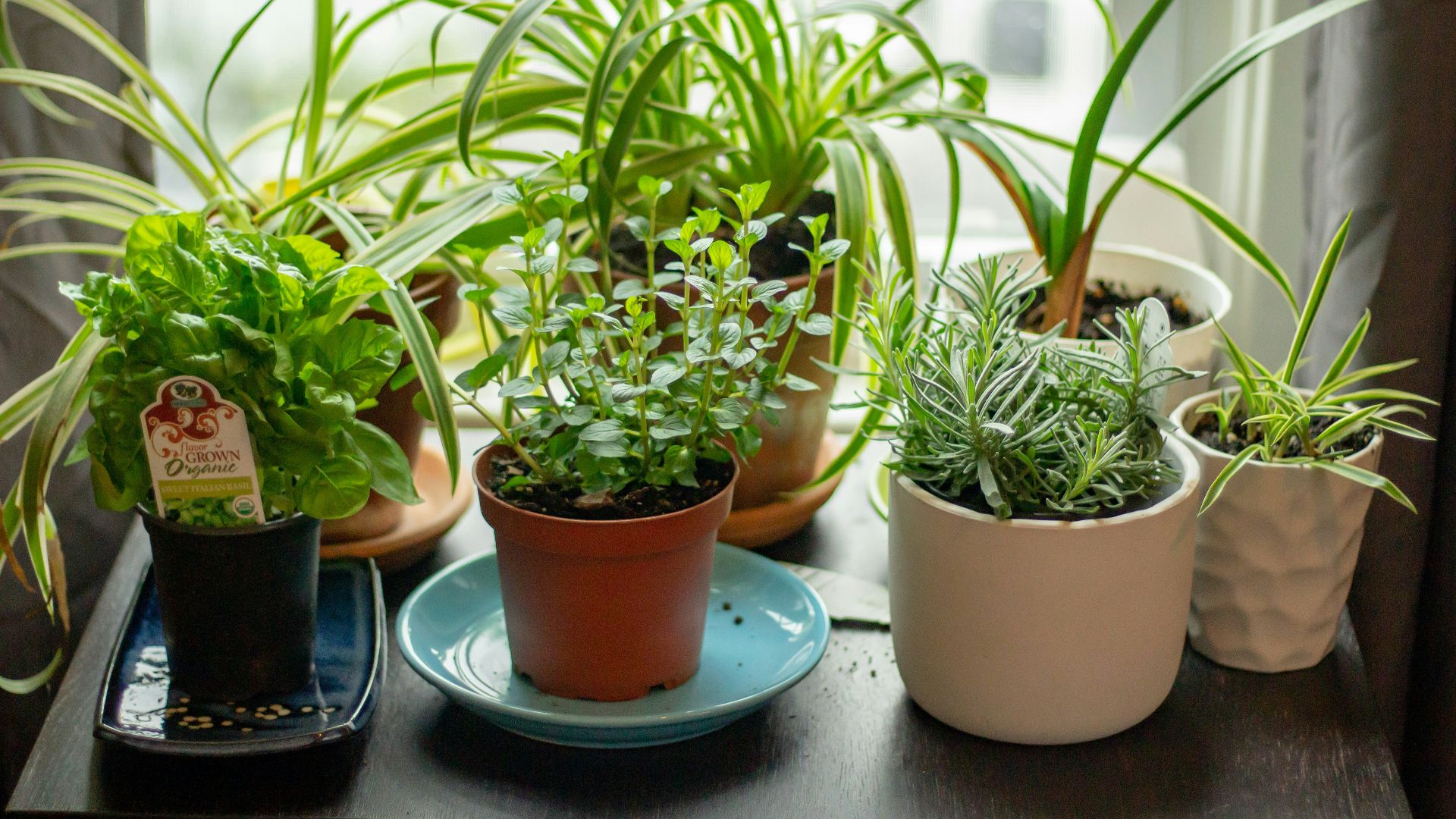 assorted potted indoor plants on table