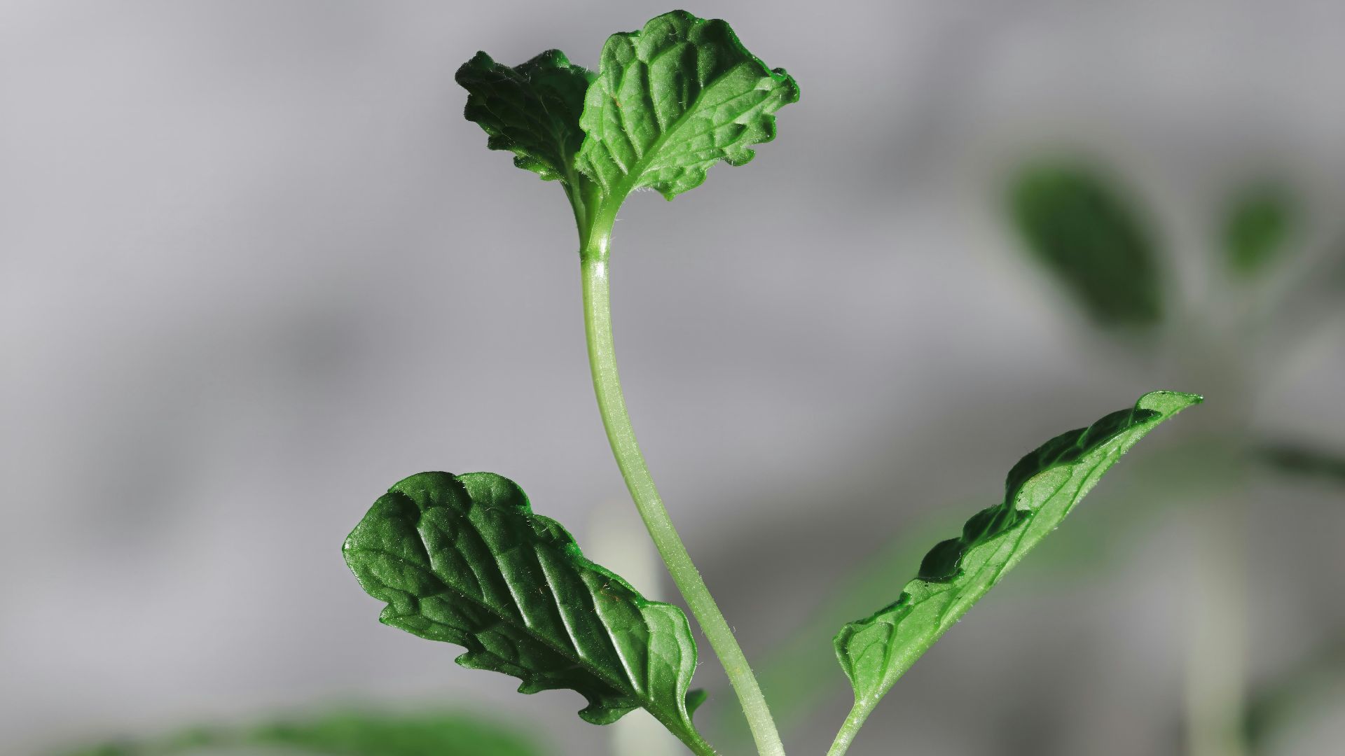 a close up of a green plant with leaves