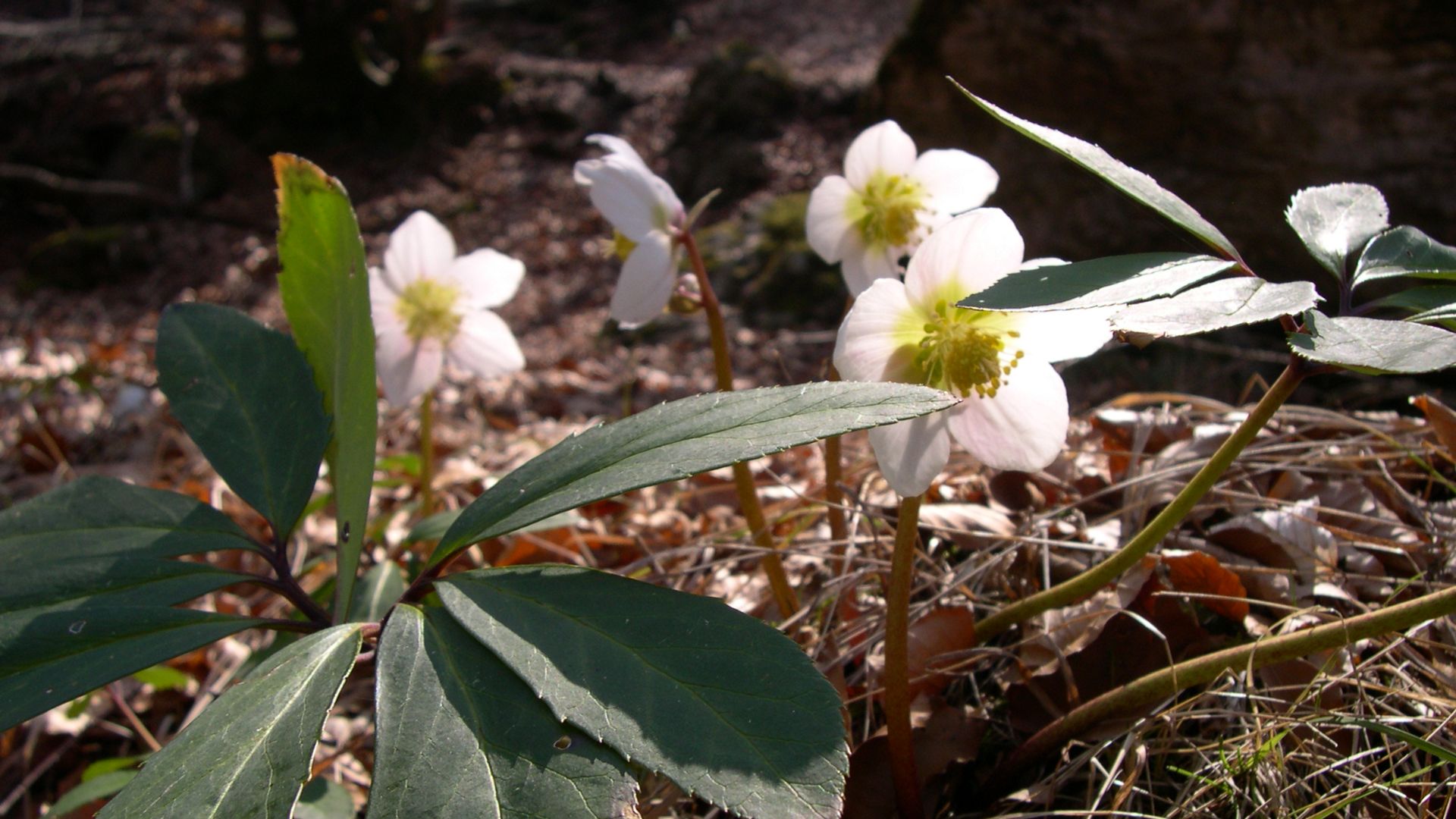 File:Helleborus niger .JPG
