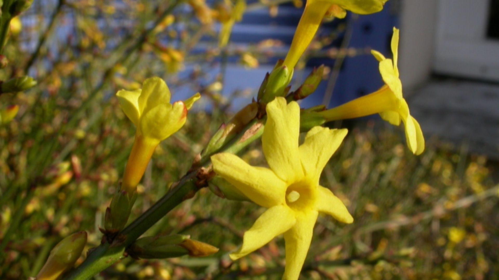 File:Jasminum nudiflorum.jpg