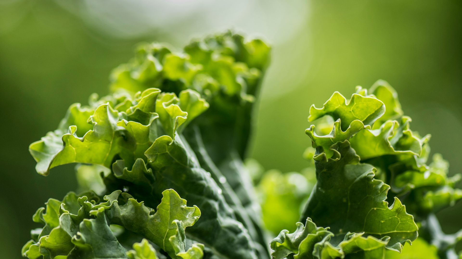 green plant on selective focus photography