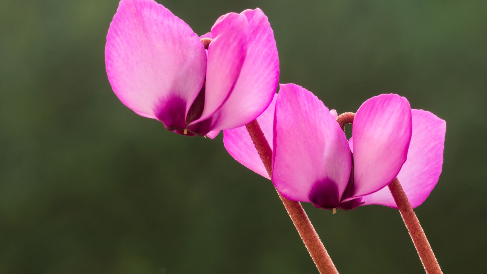 File:Cyclaam coum Russian Form Dark Nose. Locatie, Tuinreservaat Jonkervallei 02.jpg