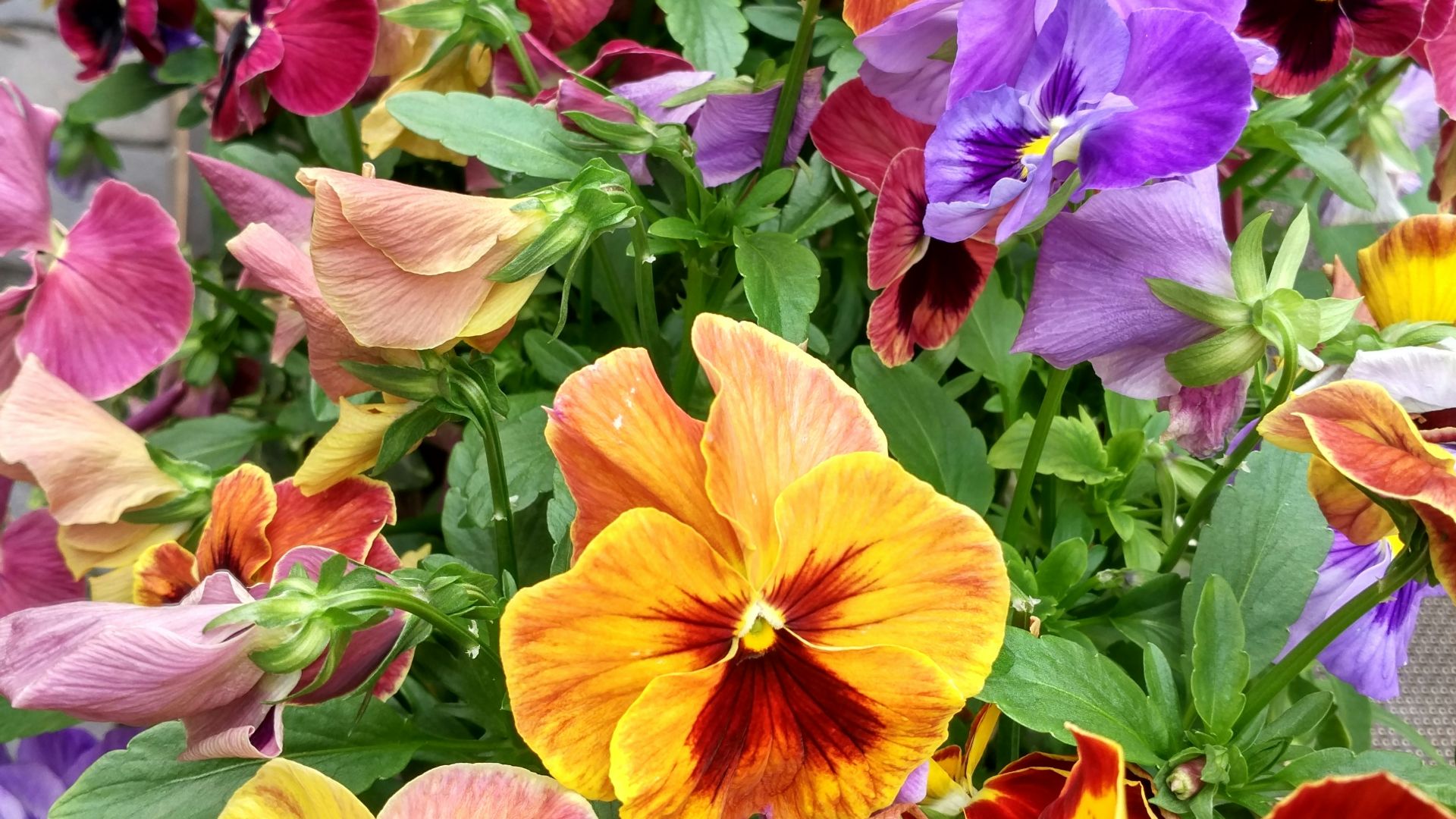 a group of colorful flowers