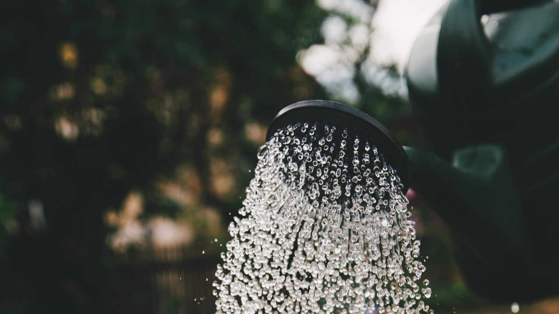 person watering plant
