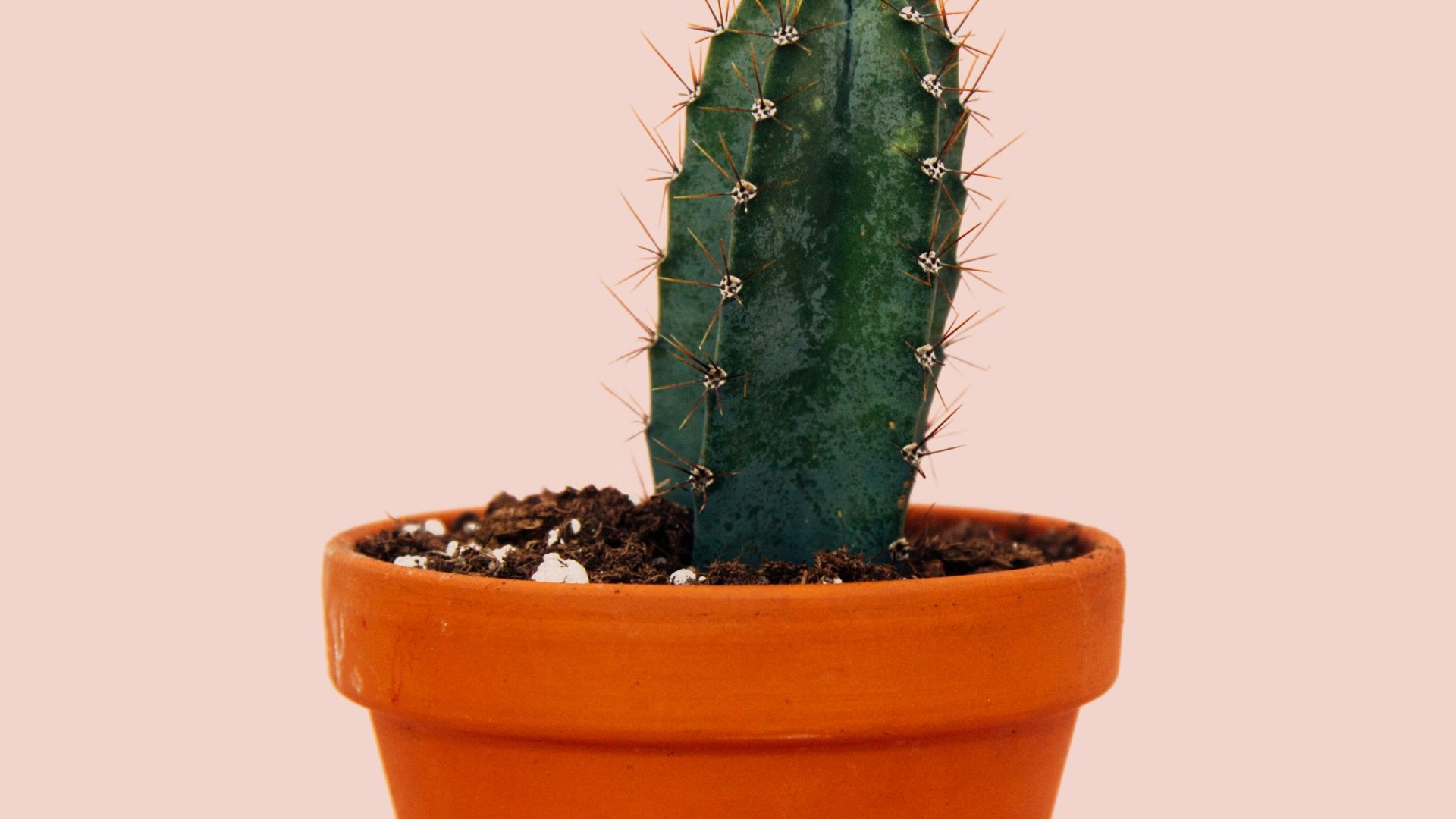 green cactus in brown pot