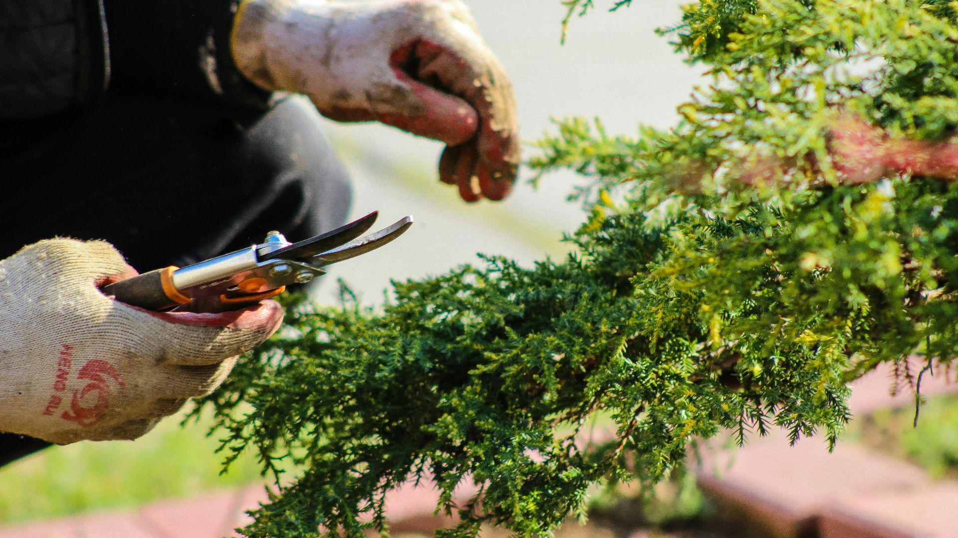 person in blue long sleeve shirt holding brown and black bird
