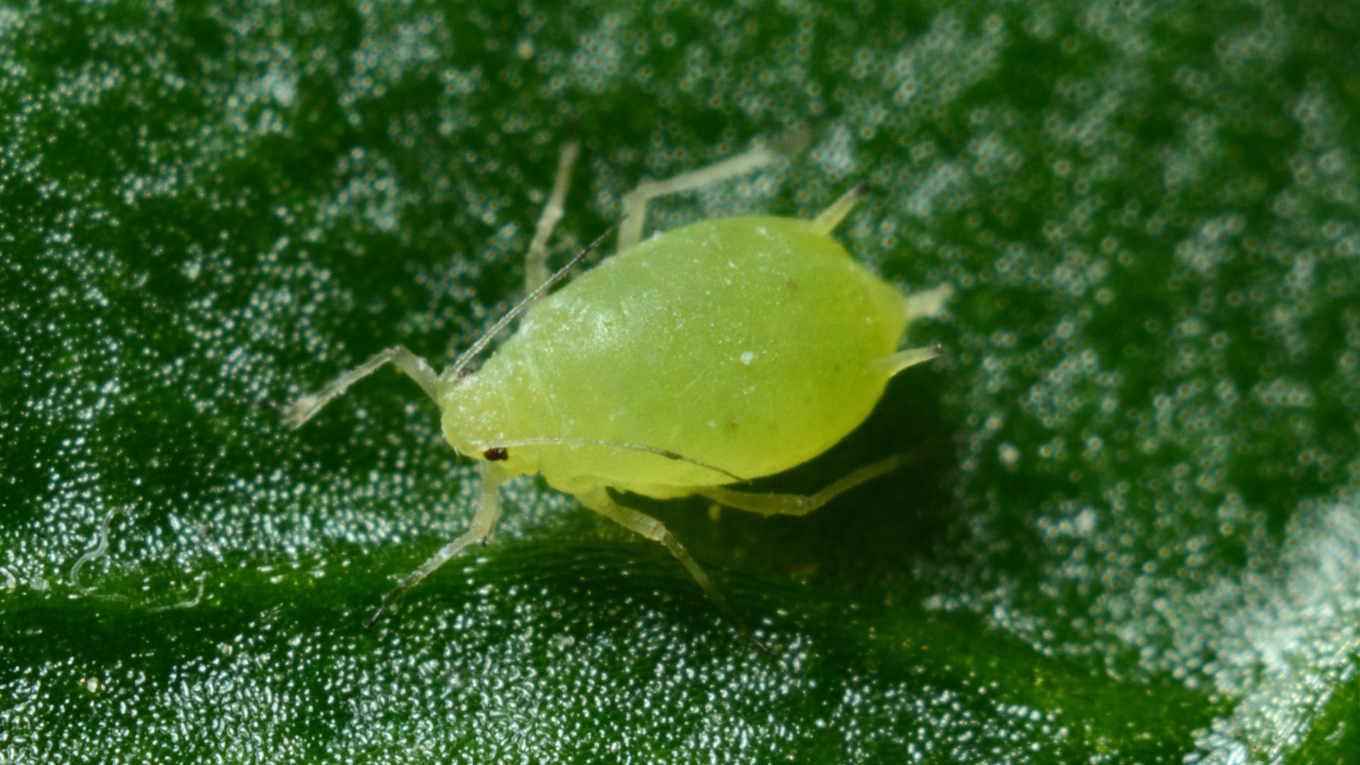macro photography of green aphid