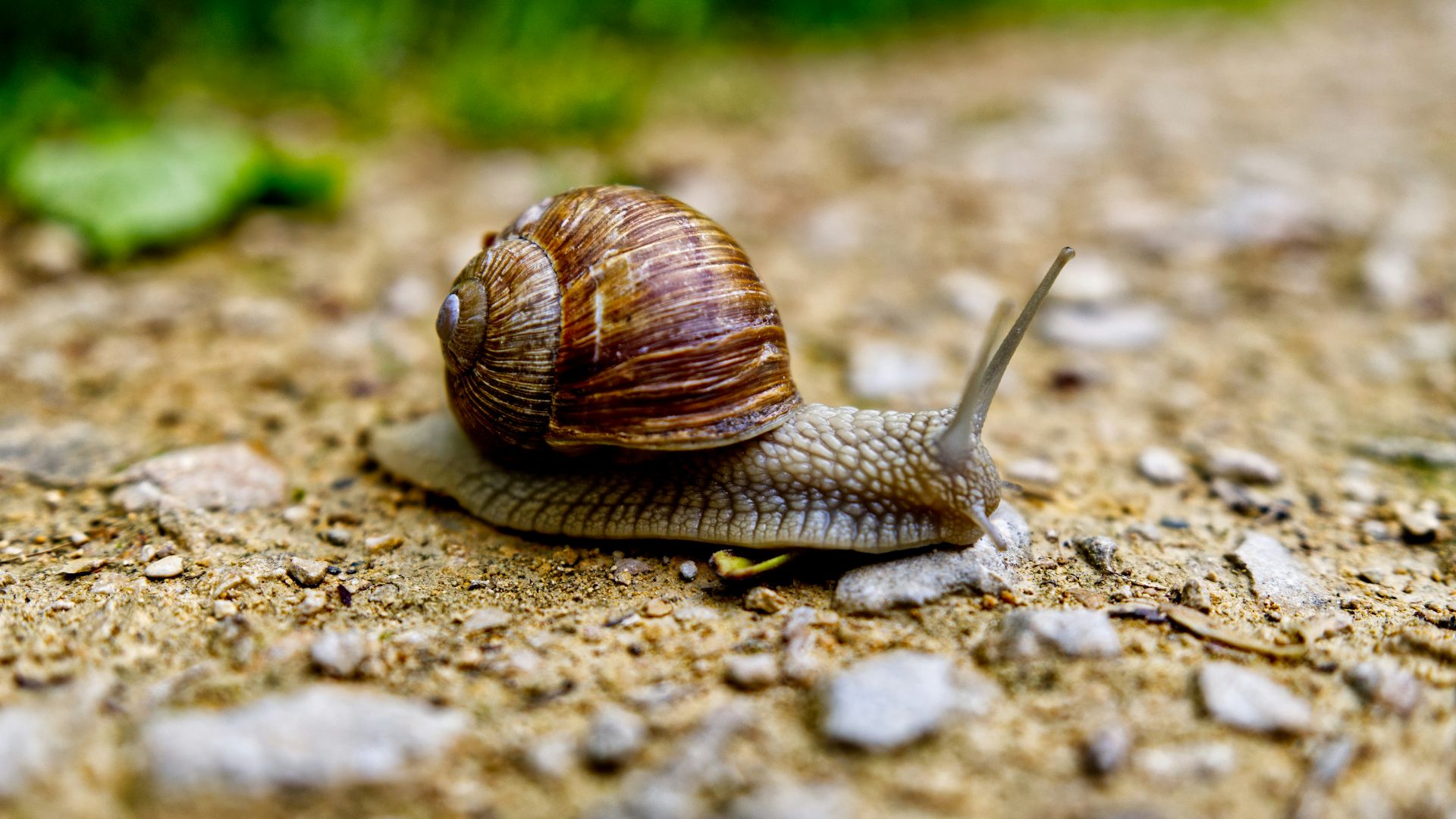 brown snail on gray and white stone