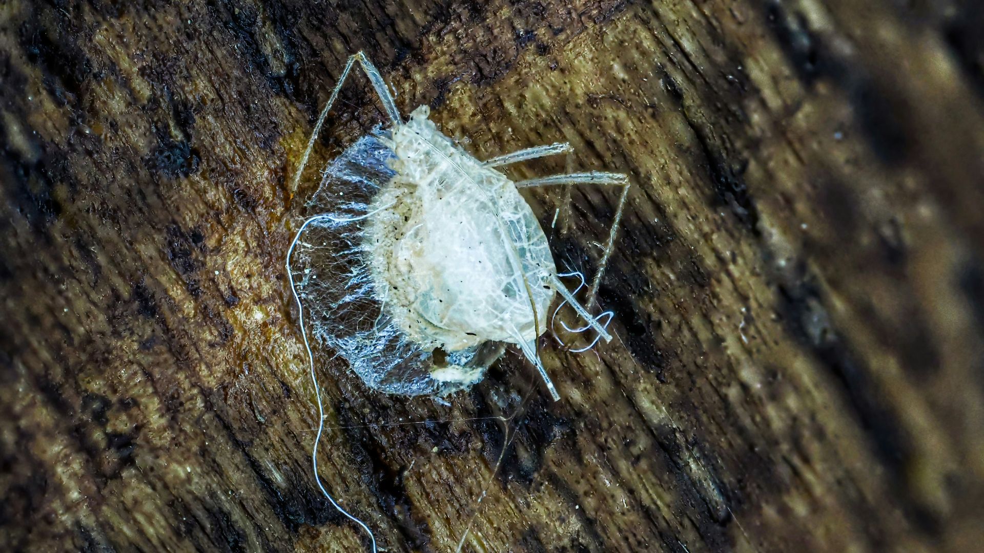 a close up of a bug on a wooden surface