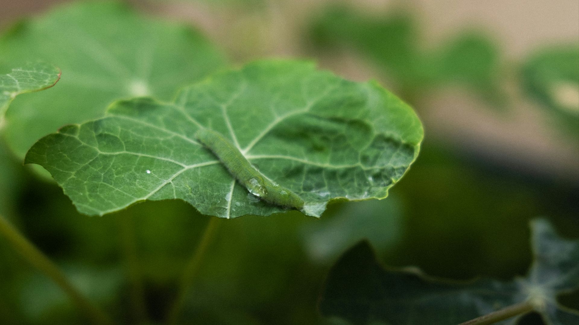 A close up of a green plant with leaves